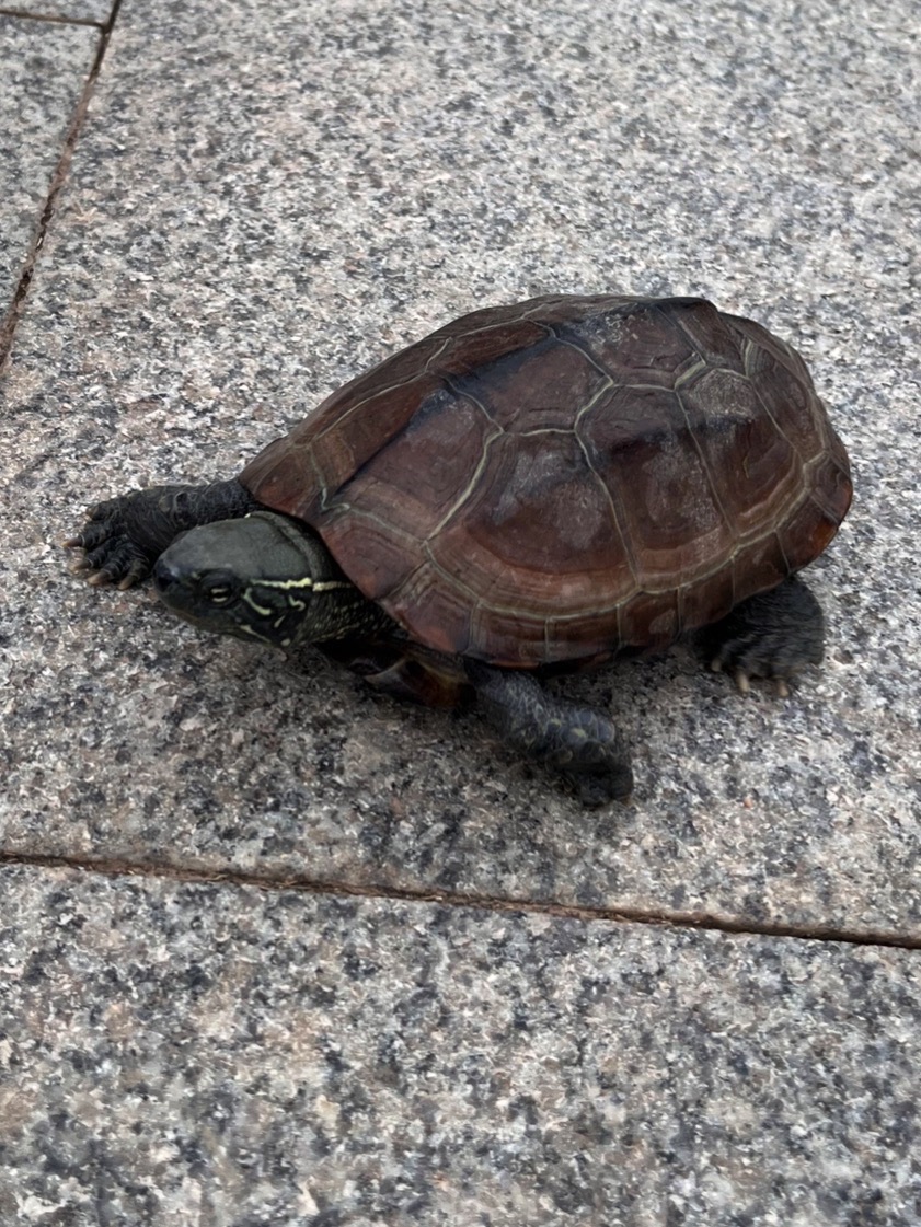 铁机江滩天使广场旅行图片 3