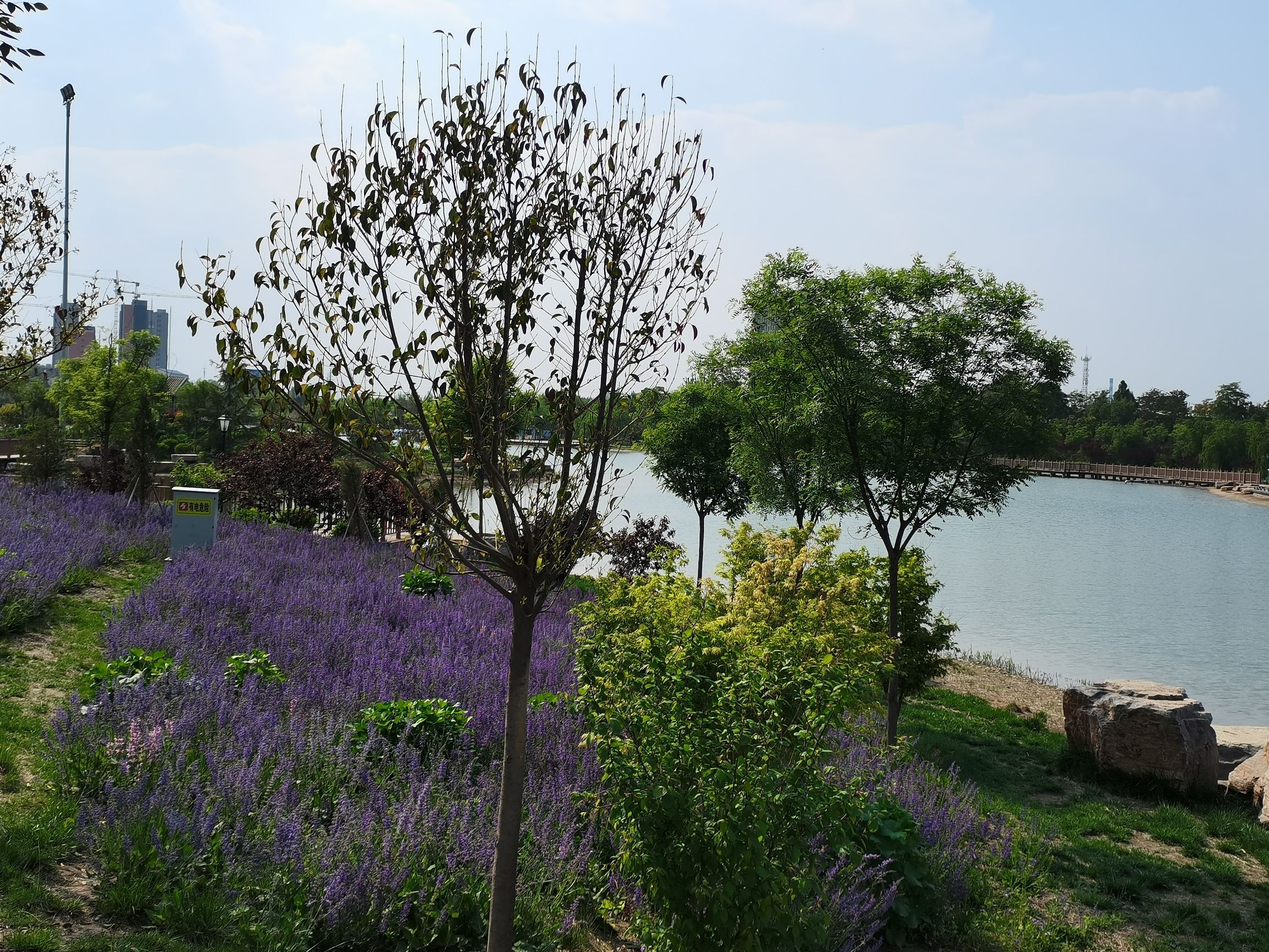 荷花湖公园旅行图片 3