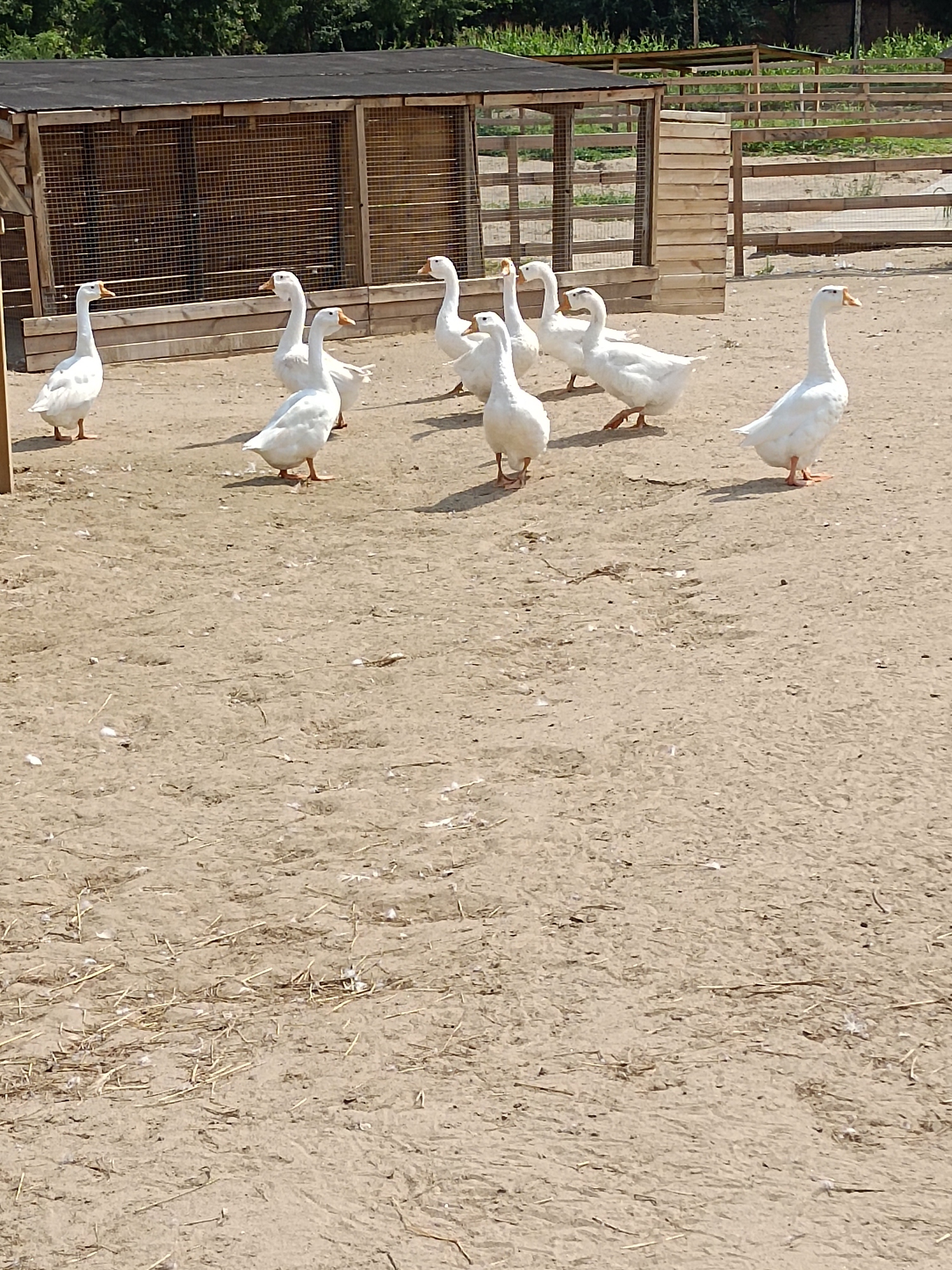长阳萤火虫生态园旅行图片 2
