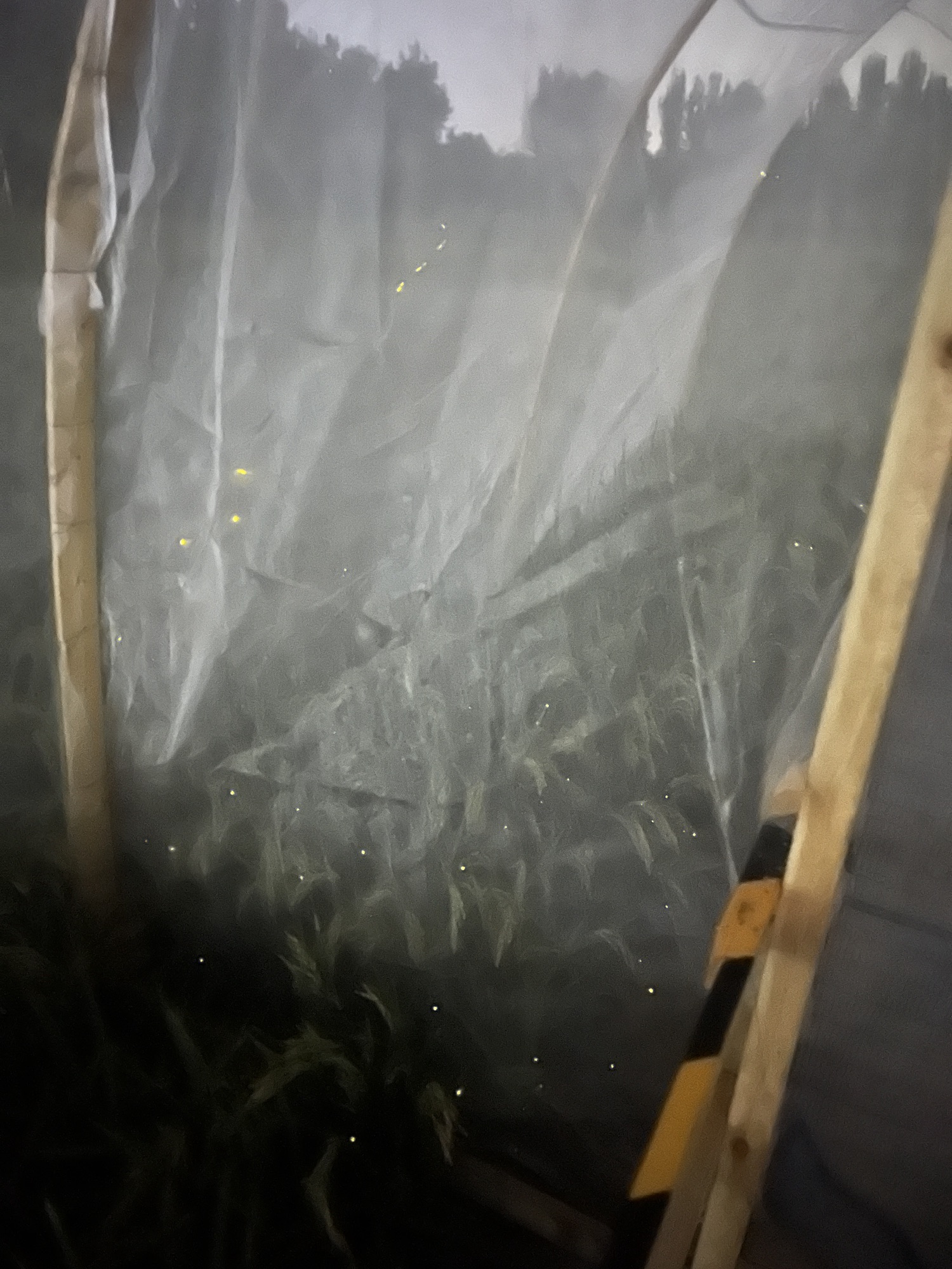 长阳萤火虫生态园旅行图片 3