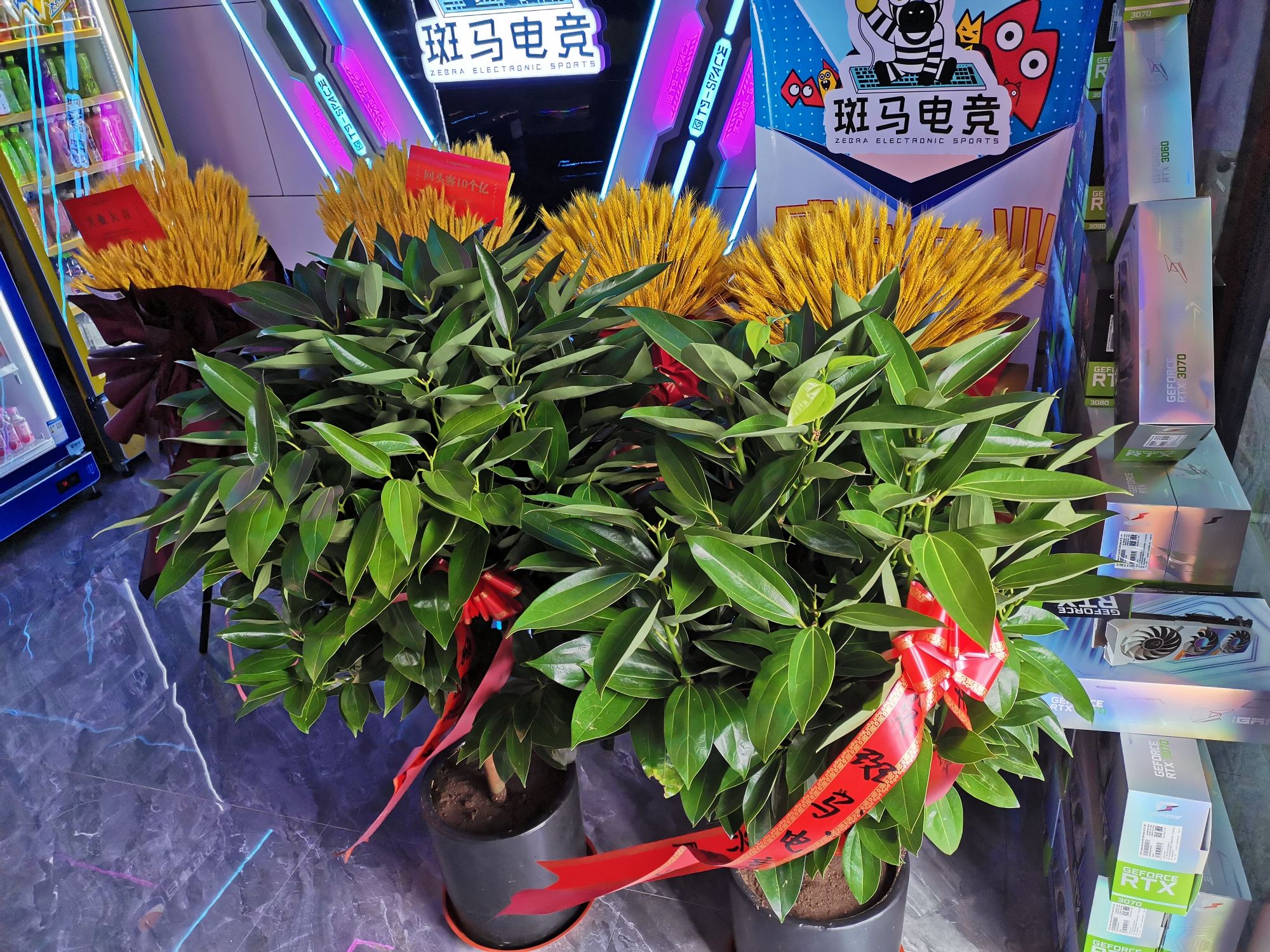 斑马电竞