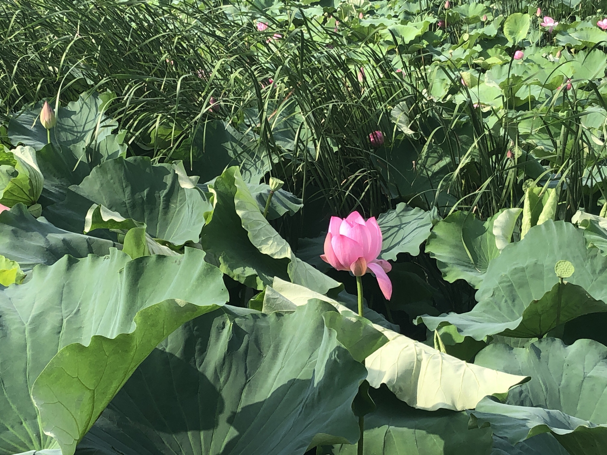 赛城湖绿道庐逸桥(彩虹桥)旅行图片 3