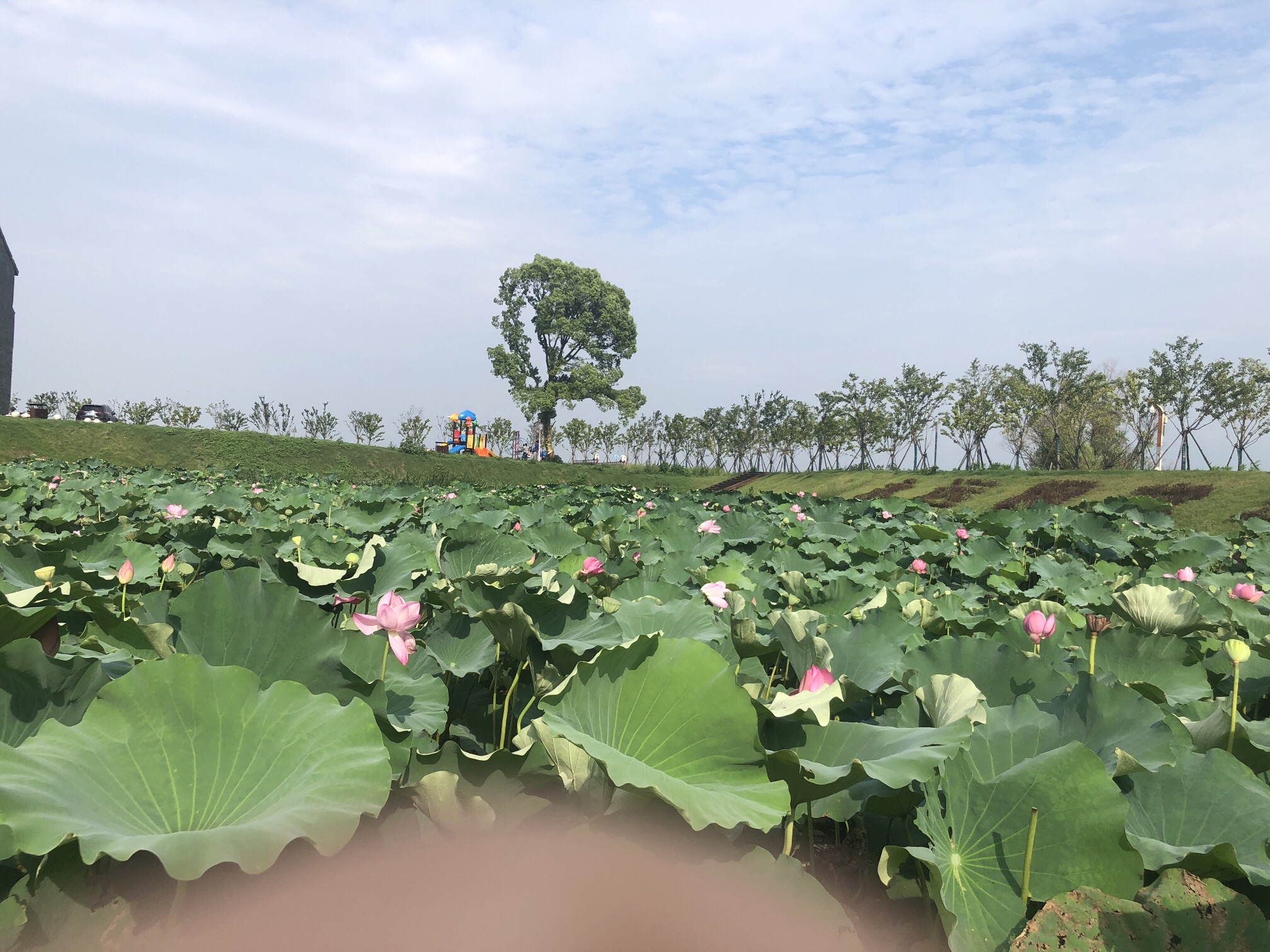 赛城湖绿道庐逸桥(彩虹桥)旅行图片 1