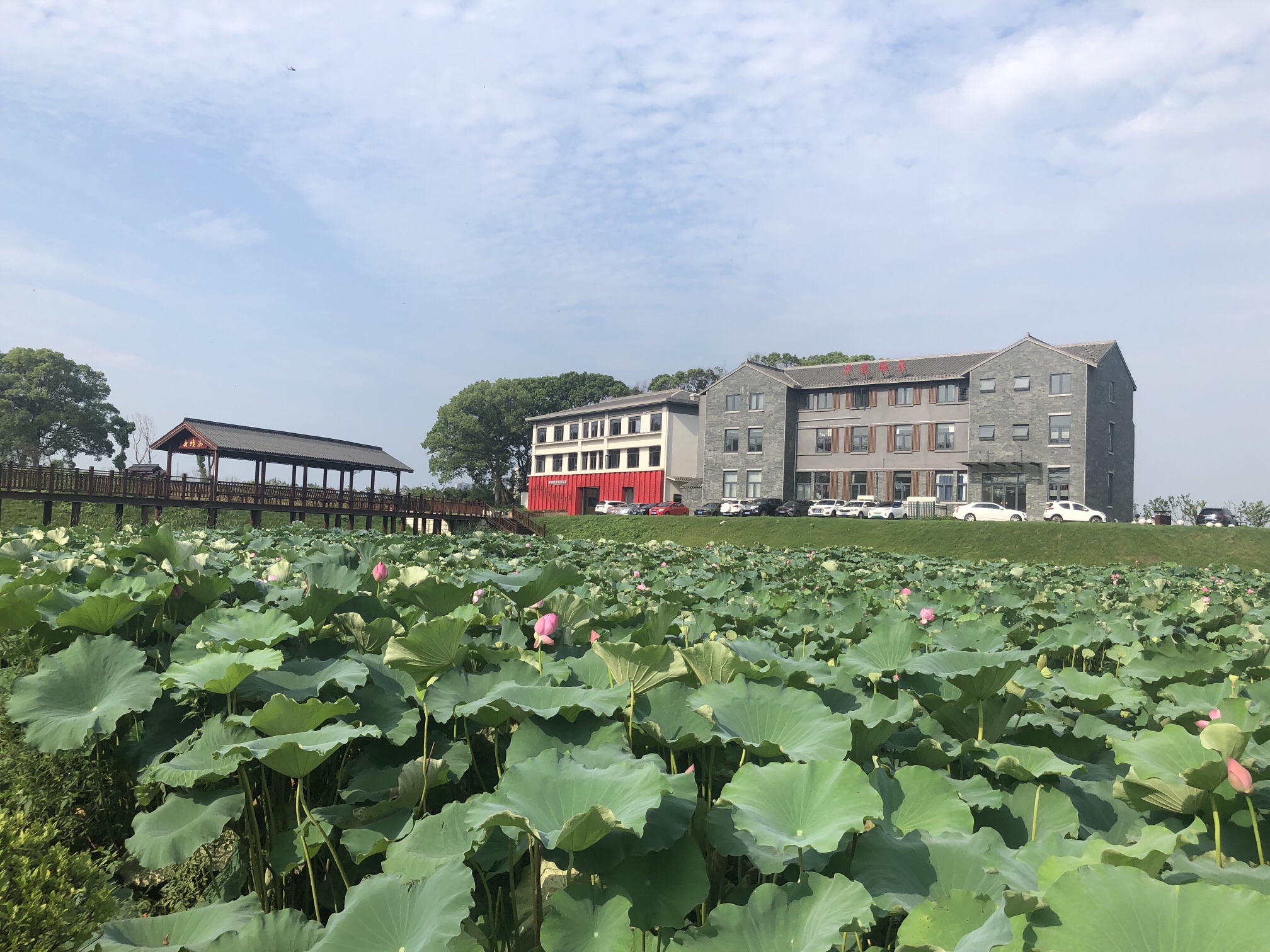 赛城湖绿道庐逸桥(彩虹桥)旅行图片 2