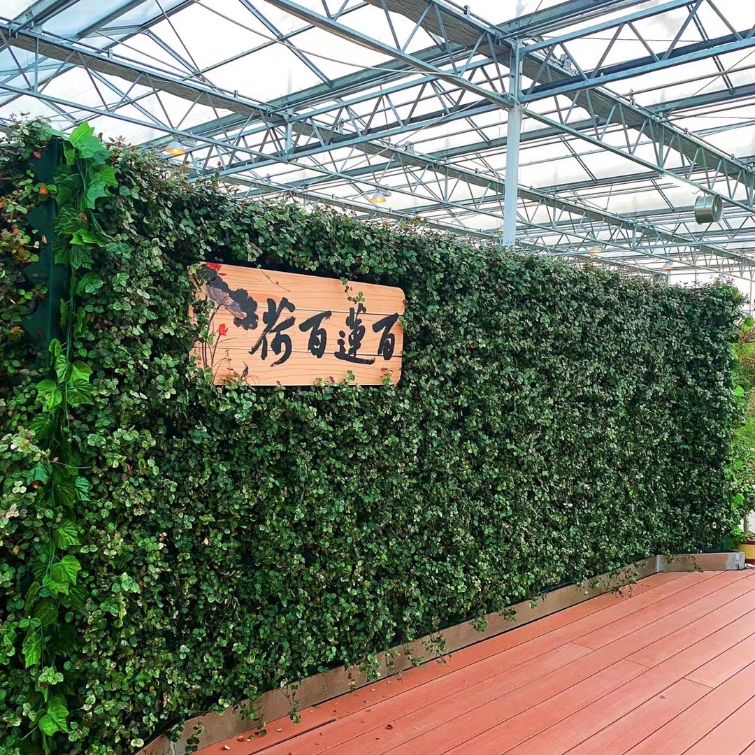 百莲百荷旅行图片 2
