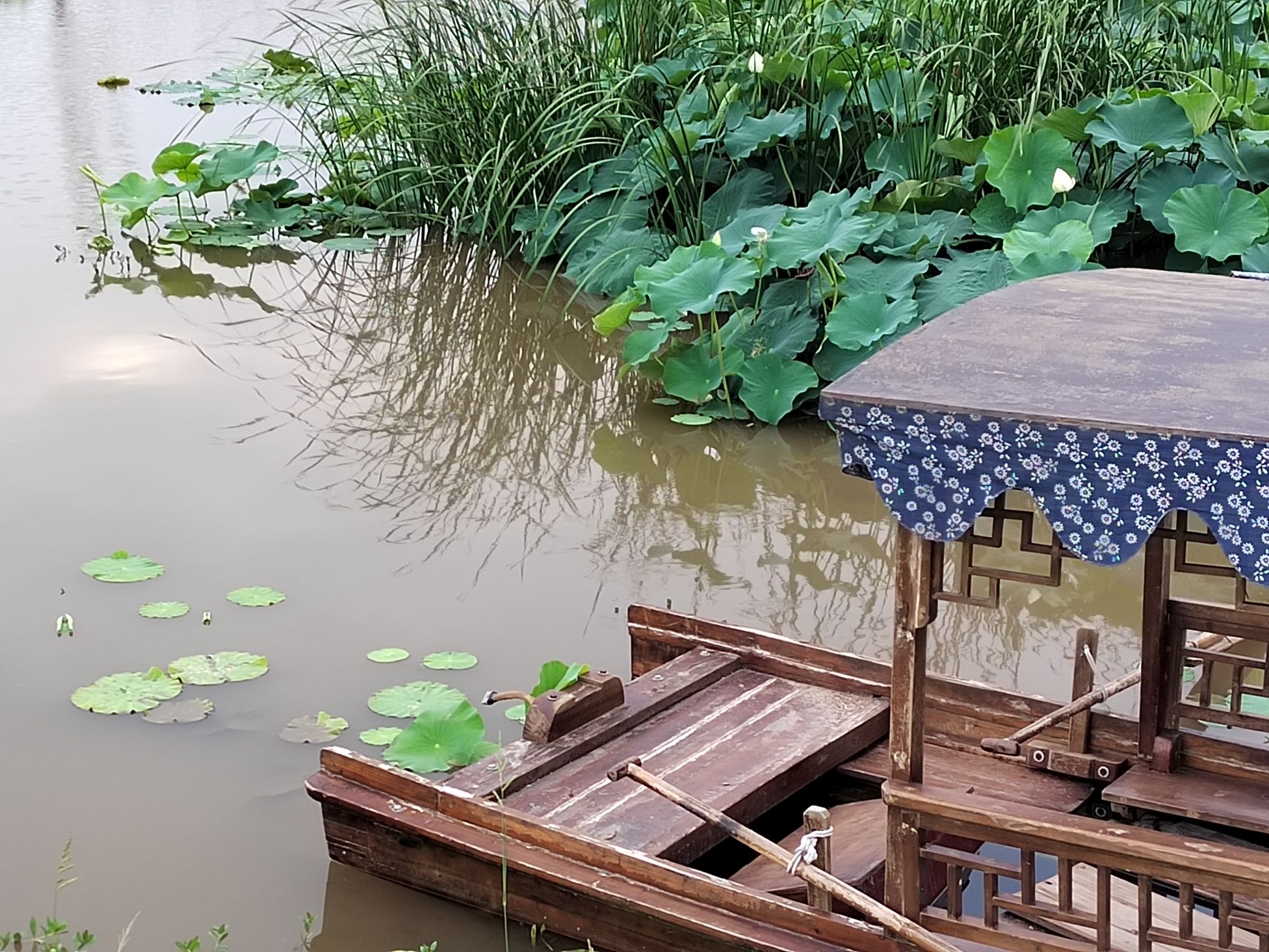 百莲百荷旅行图片 1