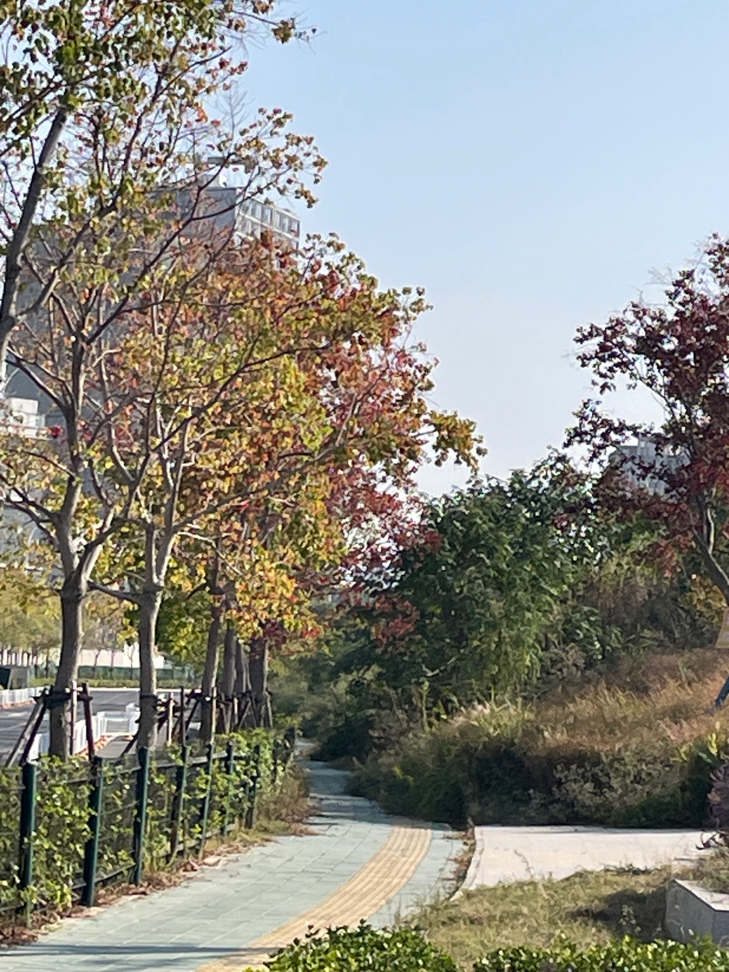 青菱湖湖滨公园旅行图片 2