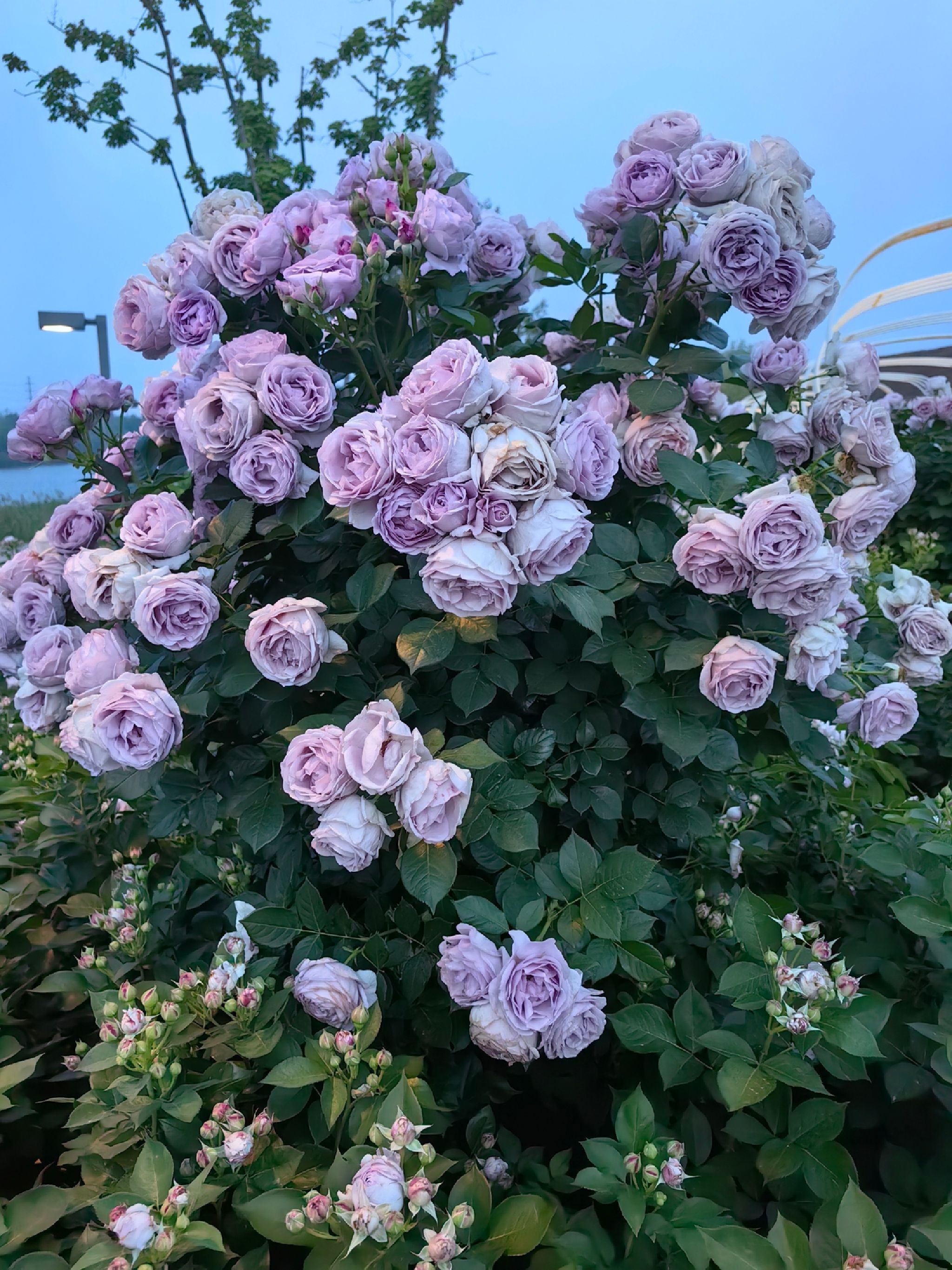 胶州月季花园旅行图片 1