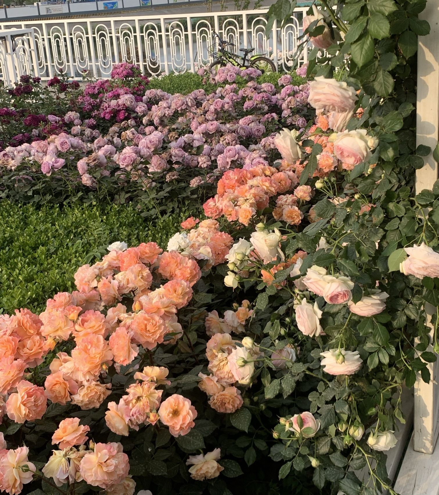 胶州月季花园旅行图片 1