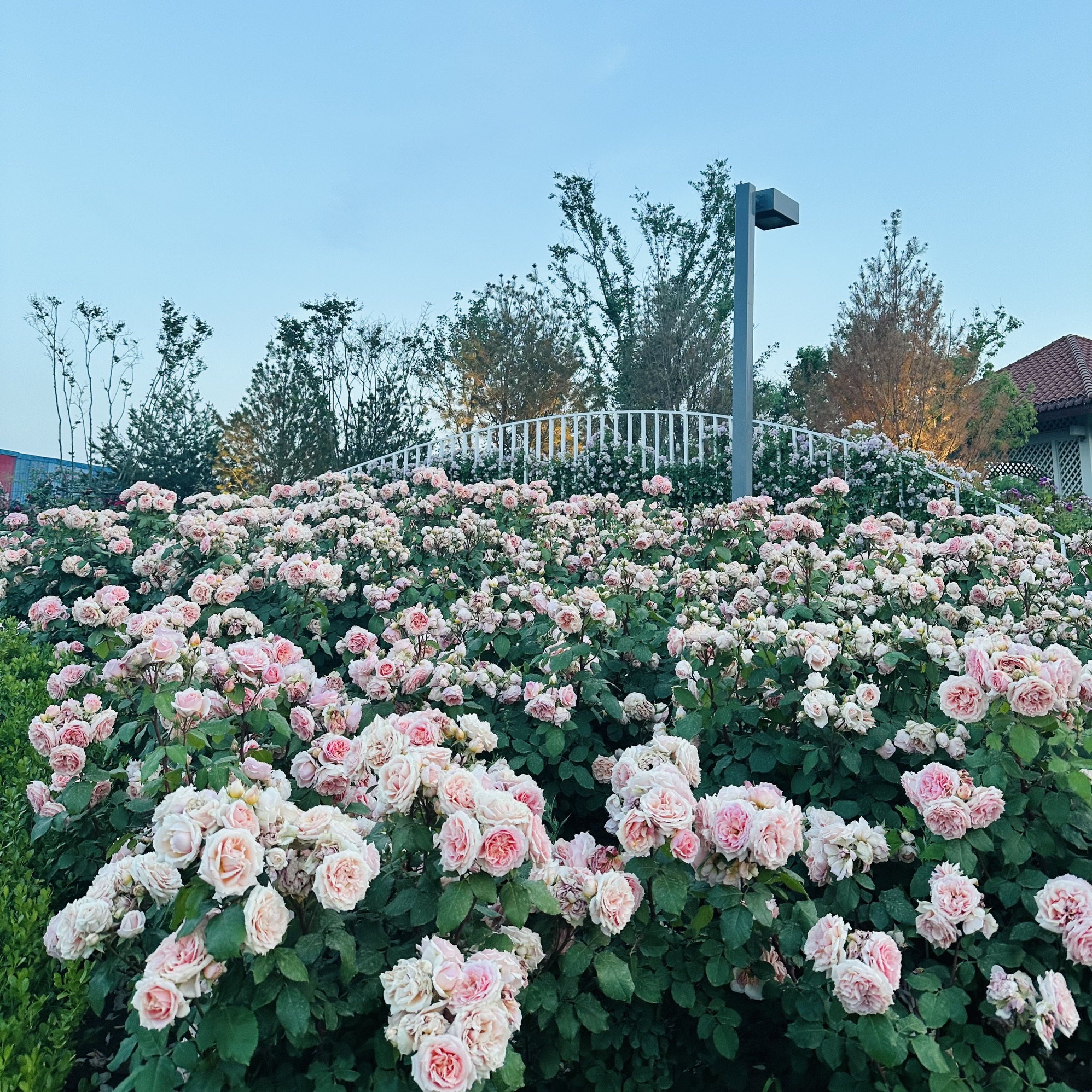 胶州月季花园旅行图片 3