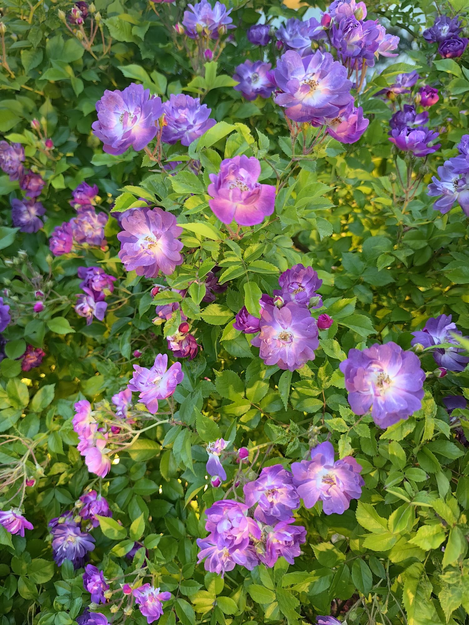 胶州月季花园旅行图片 2