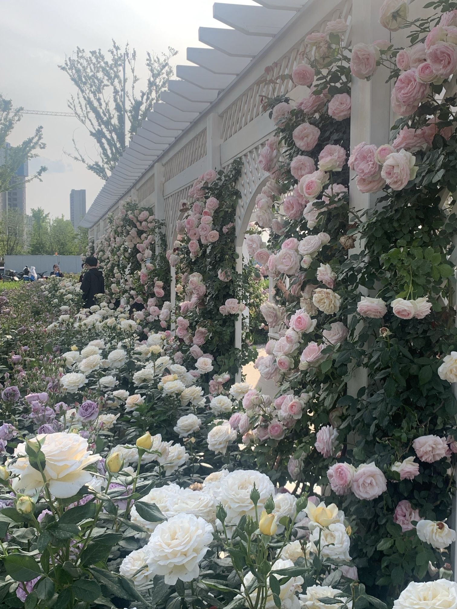胶州月季花园旅行图片 3