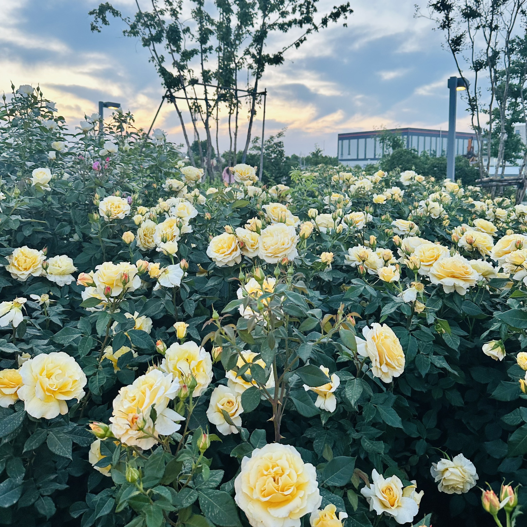胶州月季花园旅行图片 2