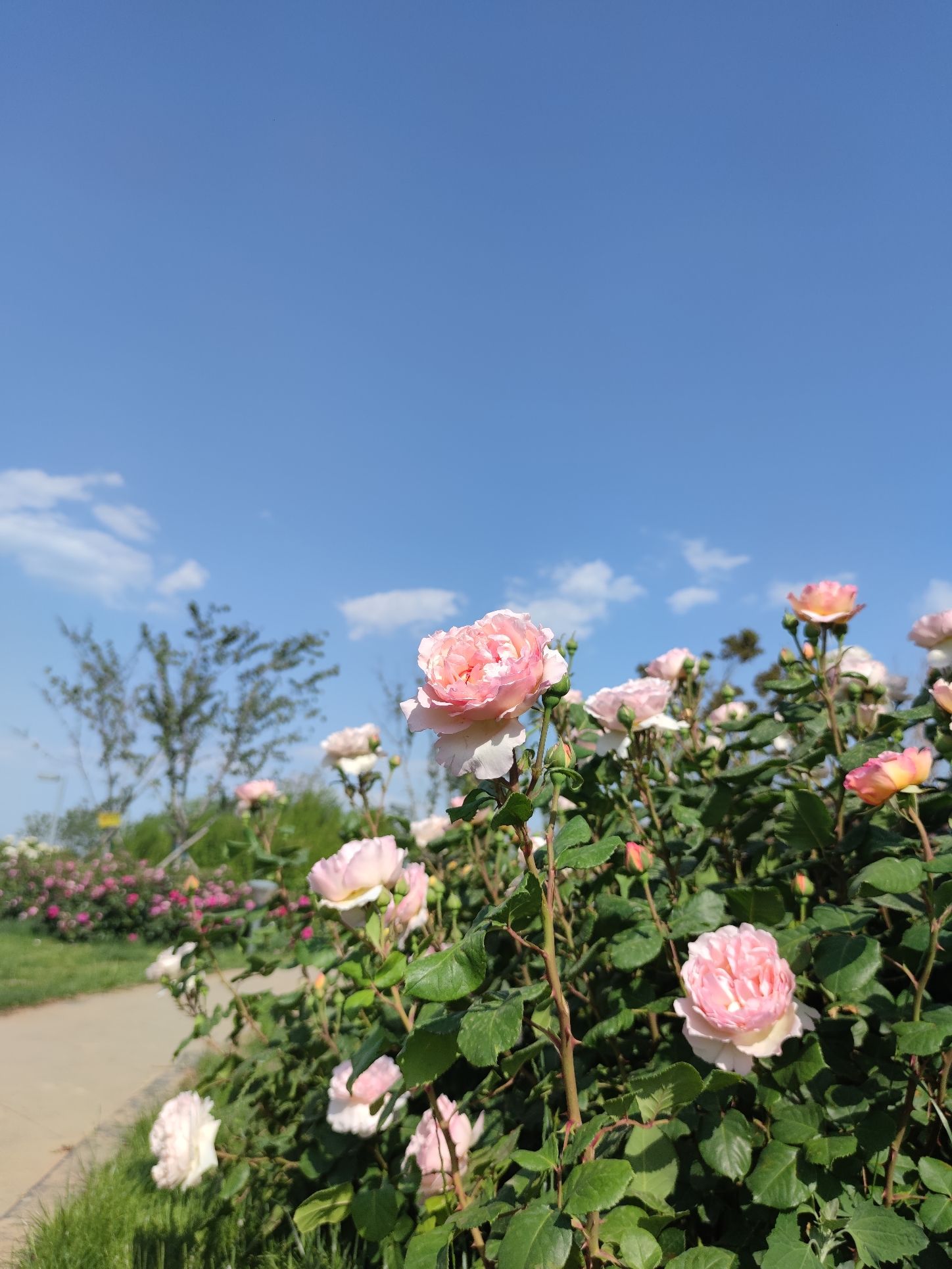 胶州月季花园旅行图片 2