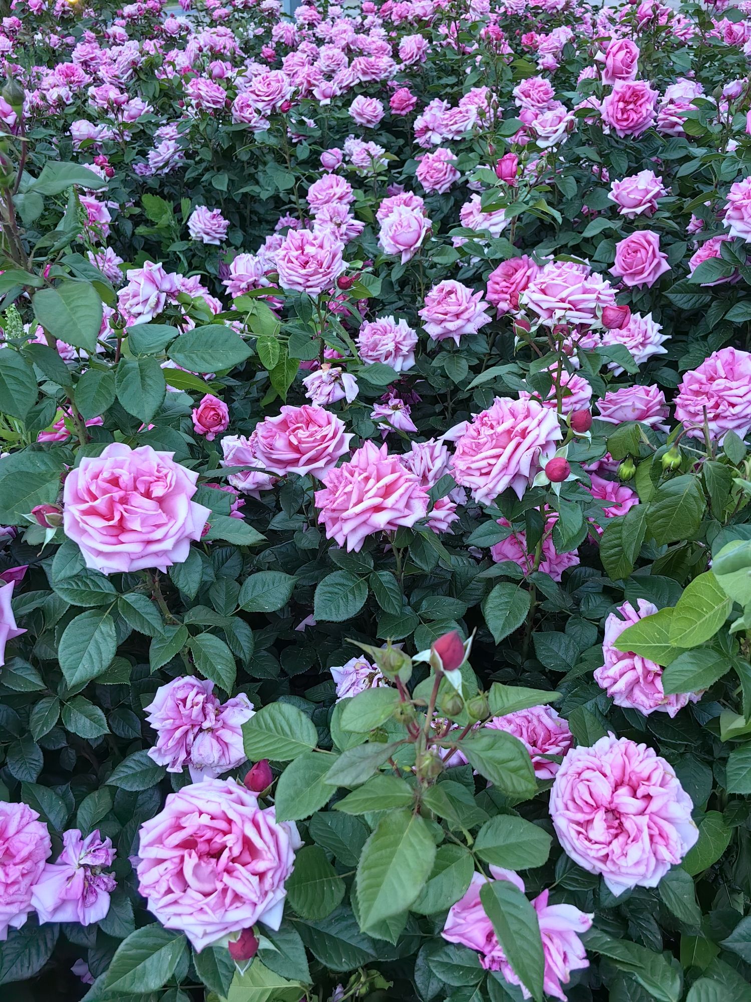 胶州月季花园旅行图片 3