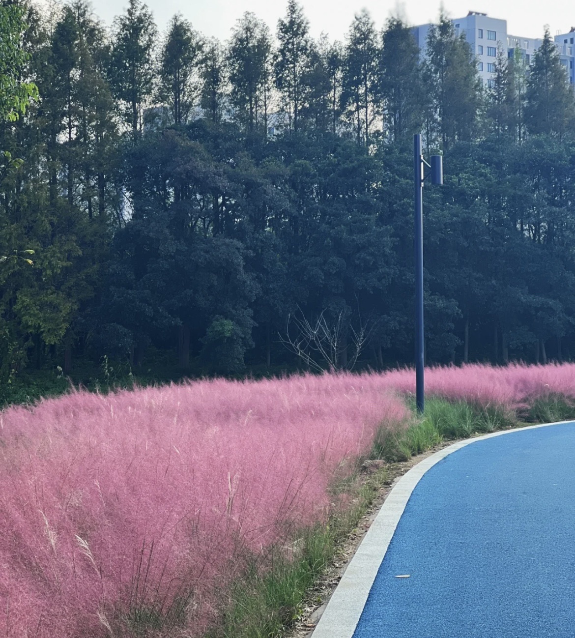庙泾河中央水廊旅行图片 2