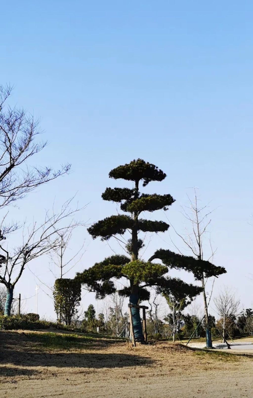 謇公湖生态公园旅行图片 1