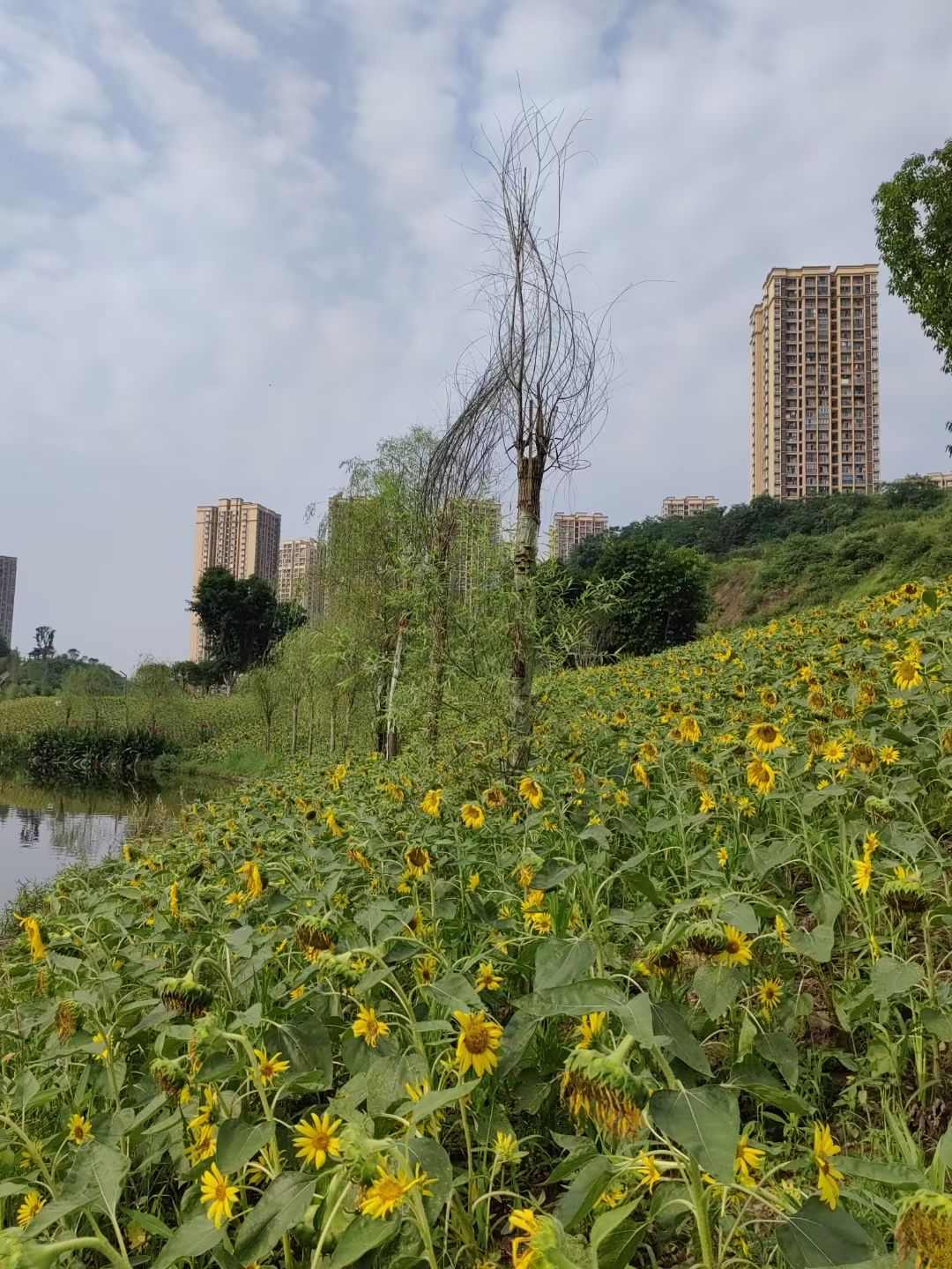 大渡口伏牛溪公园旅行图片 1