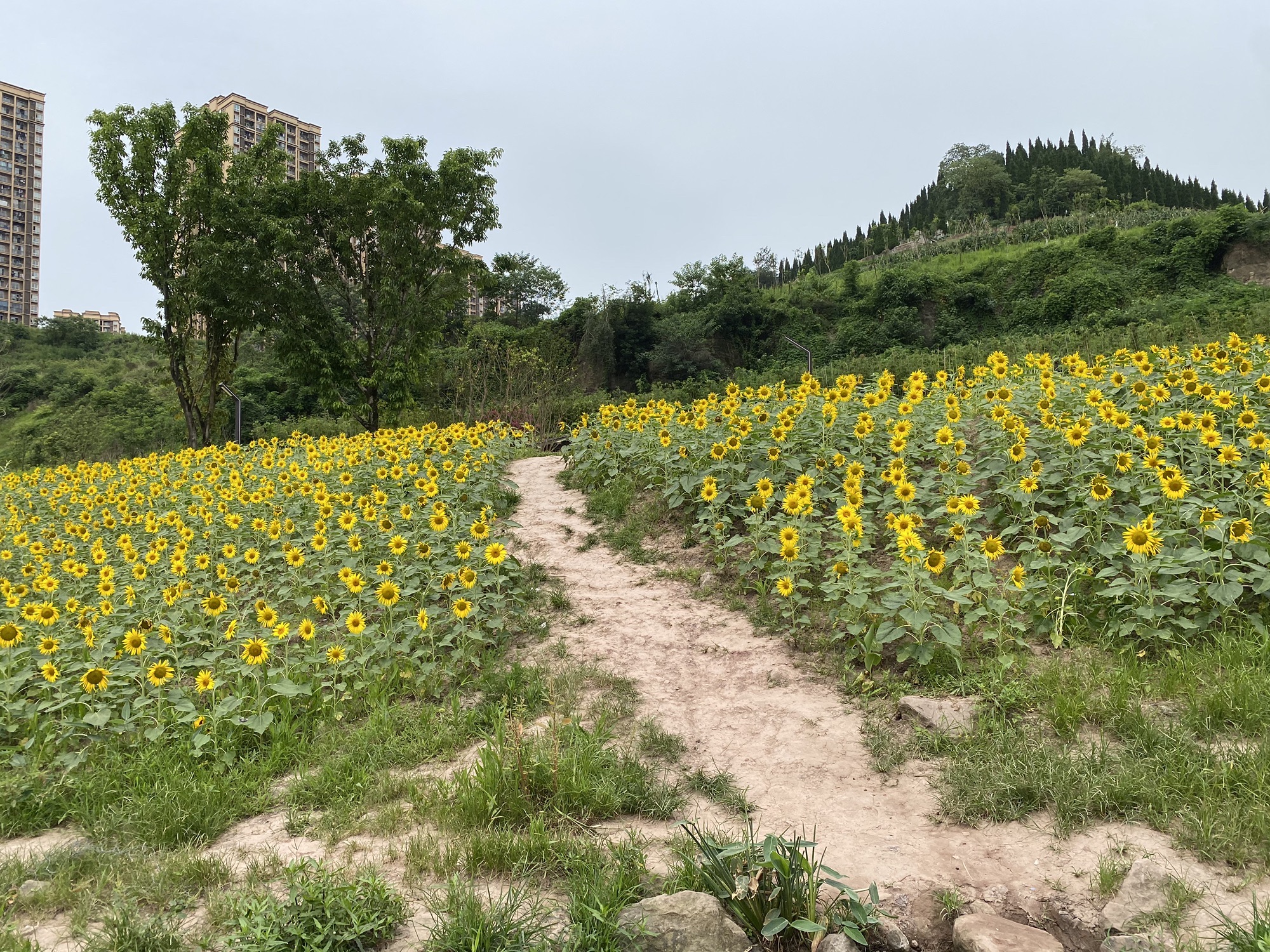 大渡口伏牛溪公园旅行图片 2