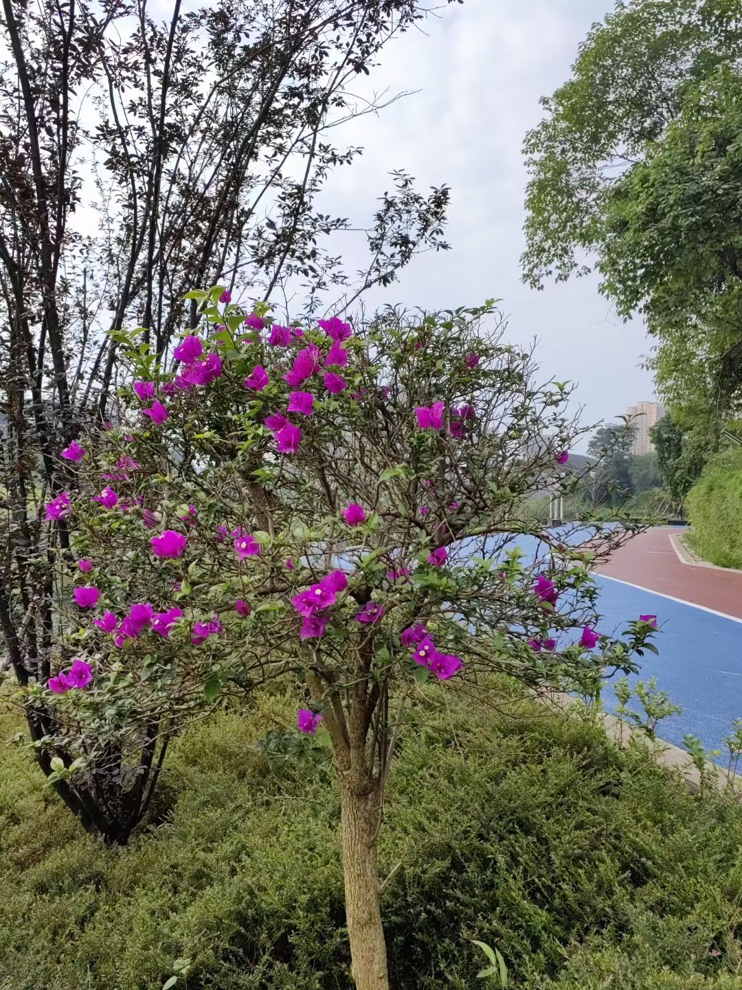大渡口伏牛溪公园旅行图片 3