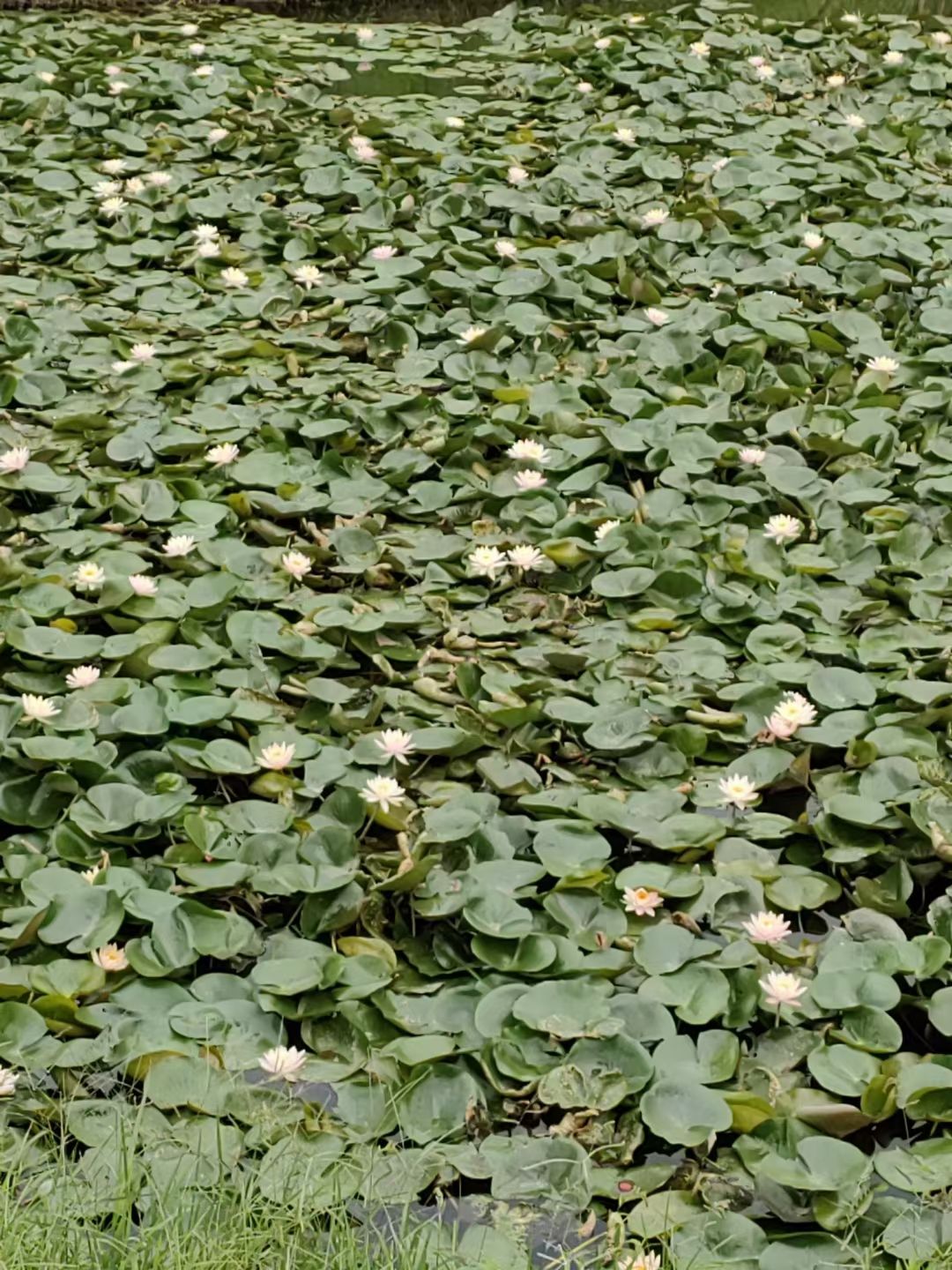 大渡口伏牛溪公园旅行图片 2