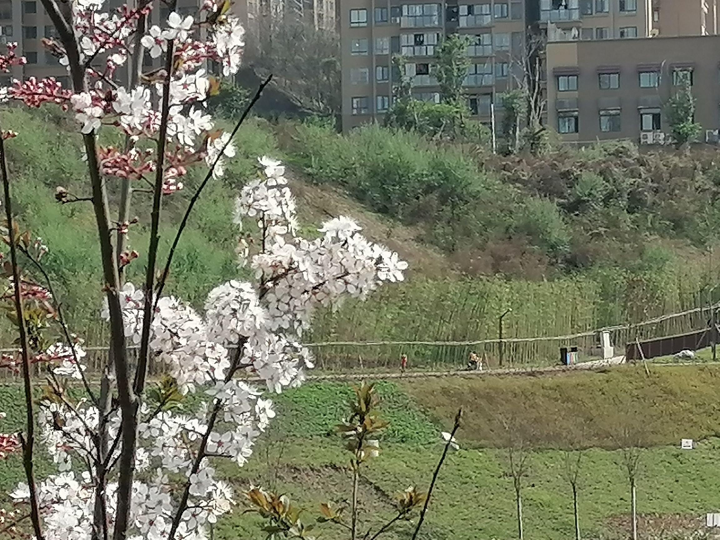 大渡口伏牛溪公园旅行图片 2