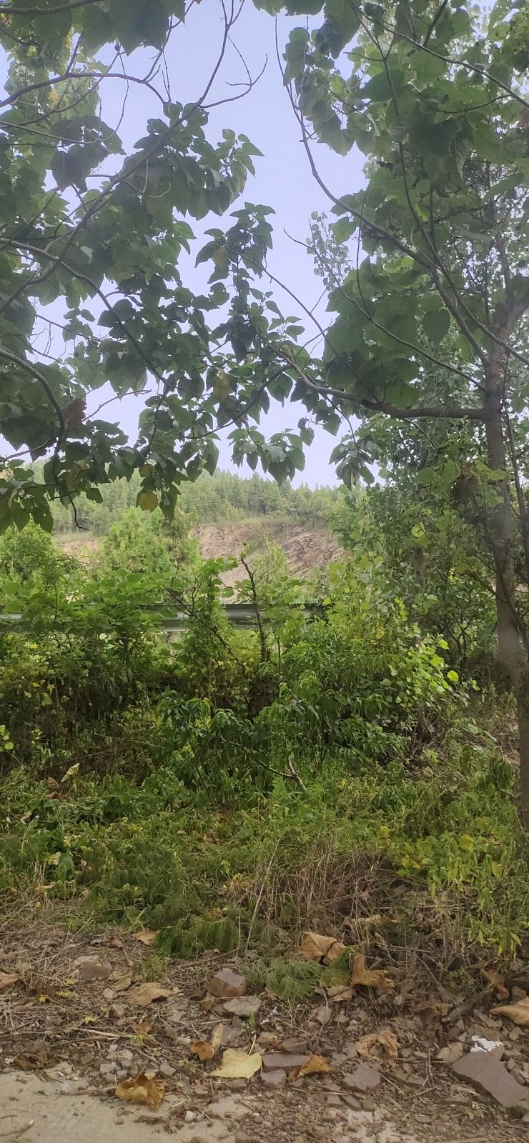 龙腾崮旅游景区旅行图片 1
