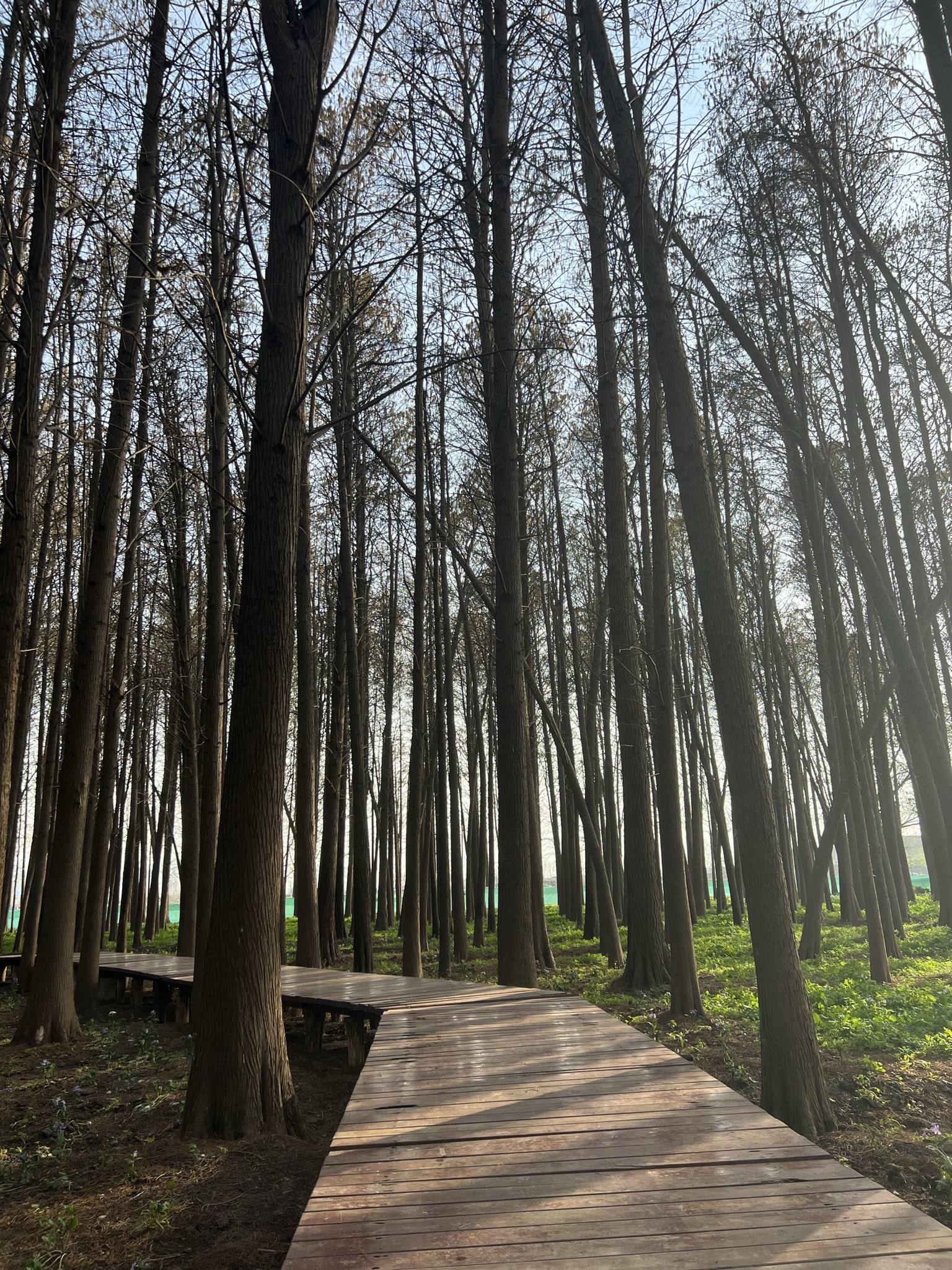 池杉白鹭秘境旅行图片 2