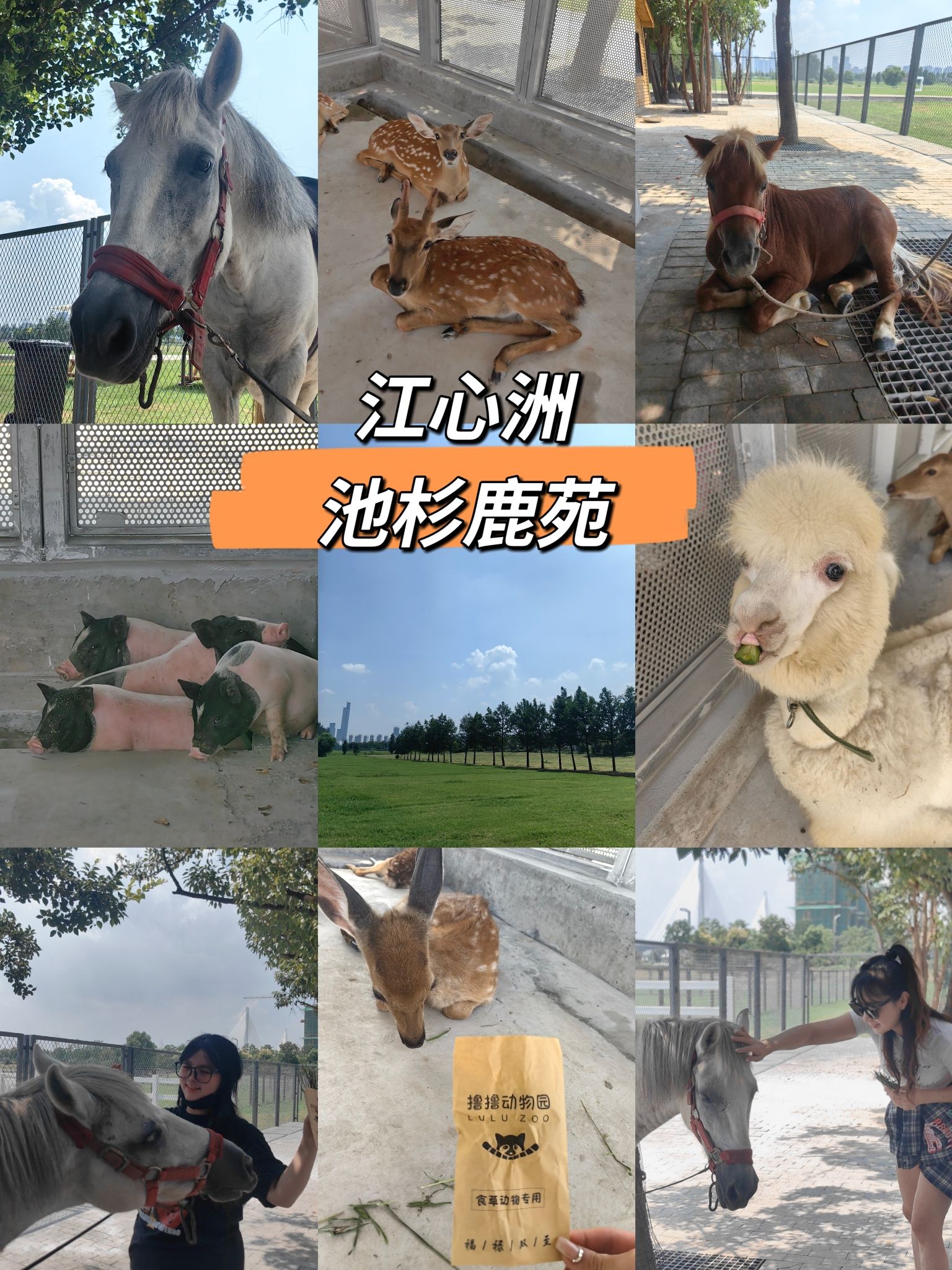 池杉白鹭秘境旅行图片 1