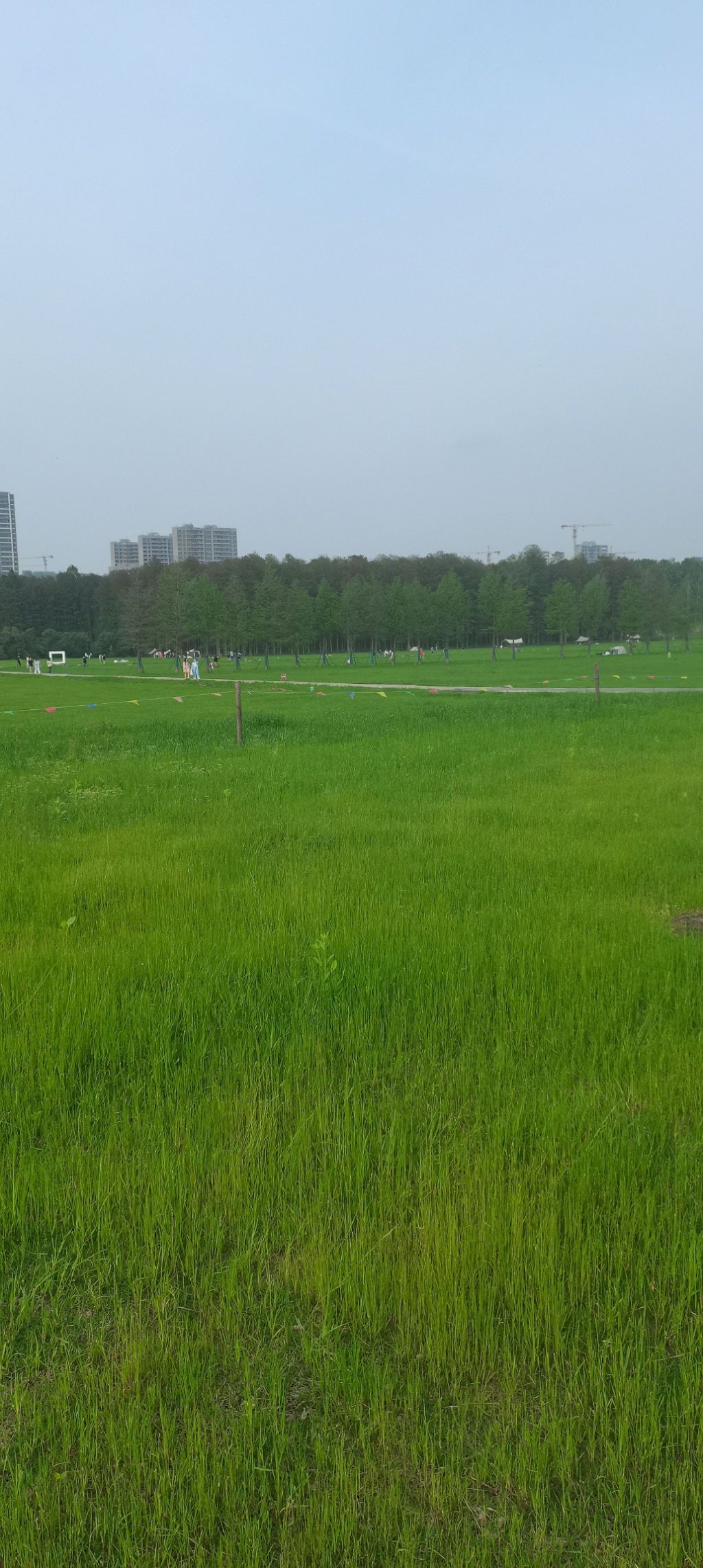 池杉白鹭秘境旅行图片 1