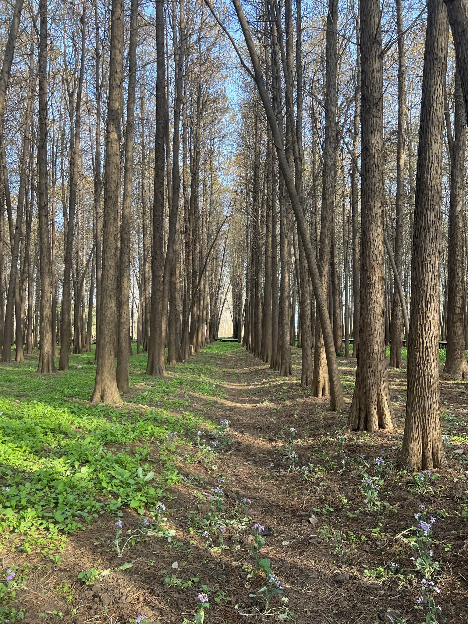 池杉白鹭秘境旅行图片 1