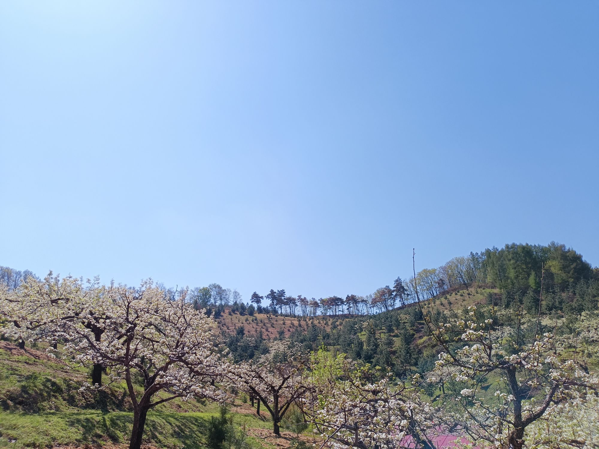 梨花谷旅行图片 2
