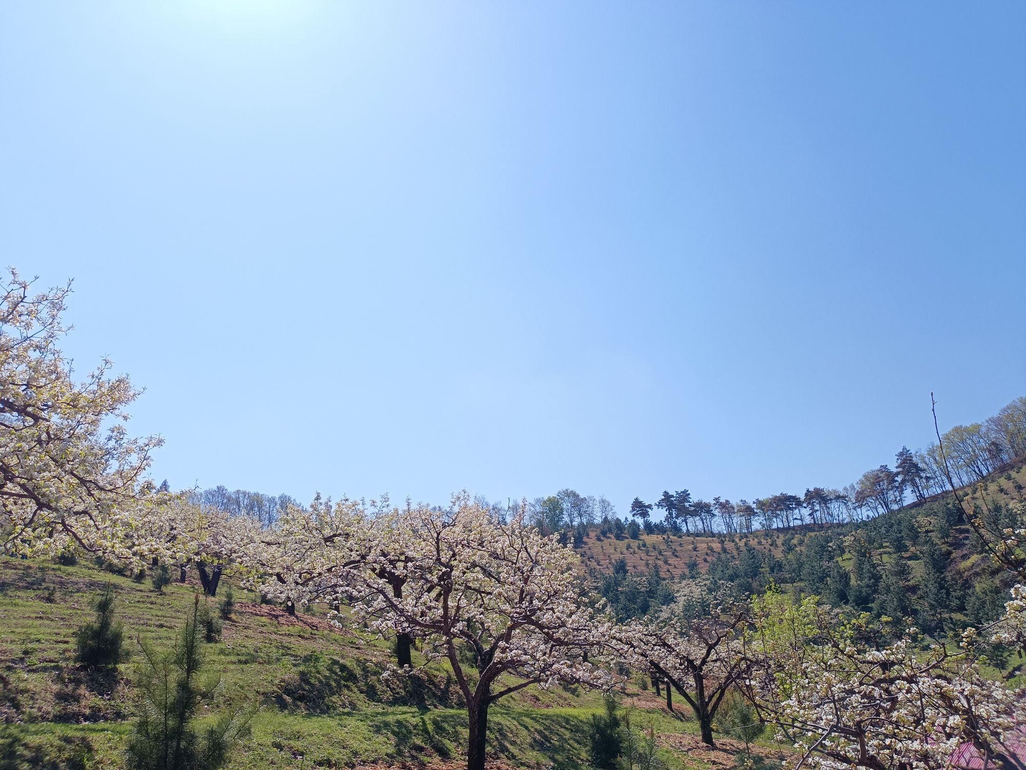 梨花谷旅行图片 3