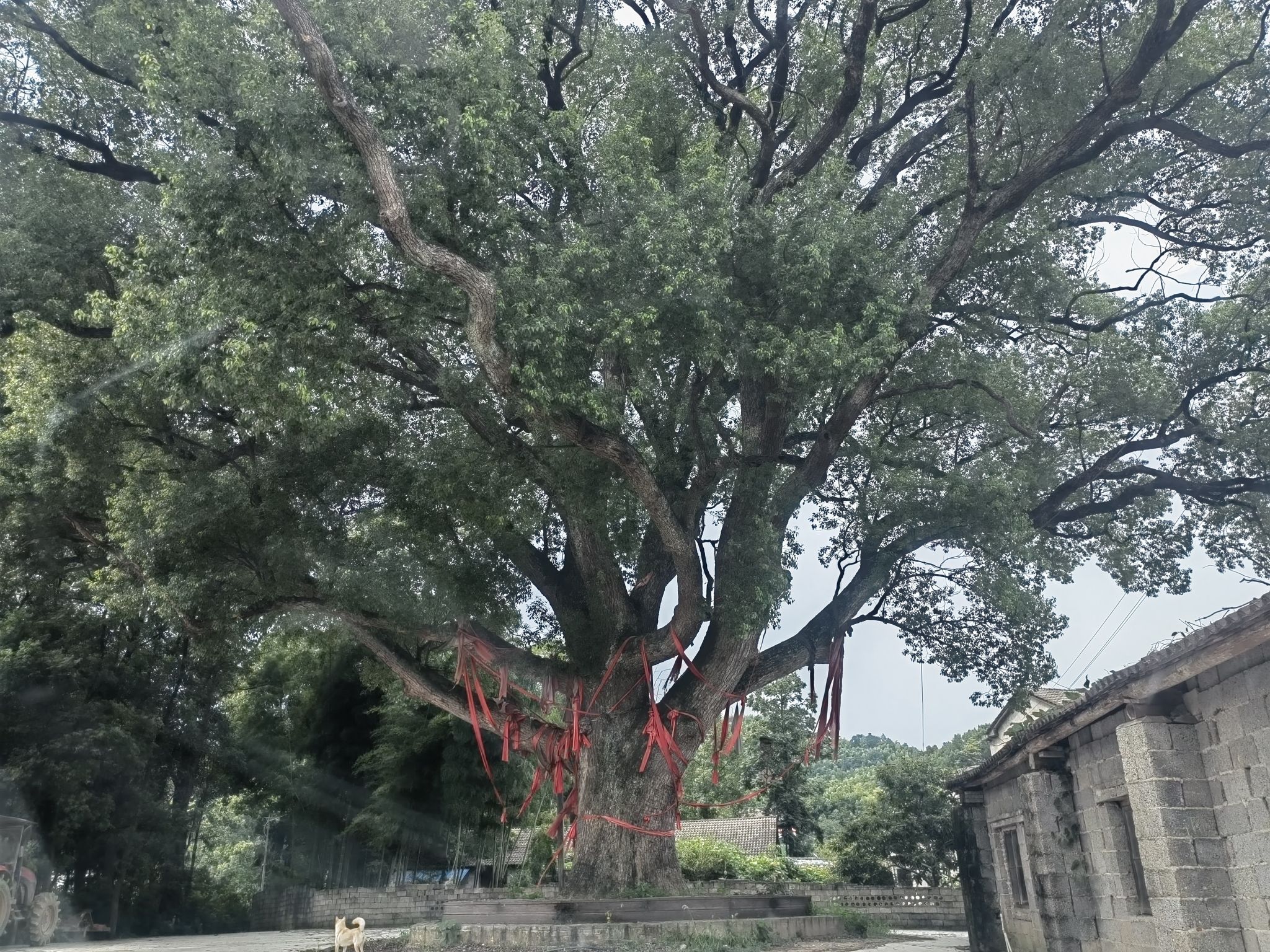 千岁九龙樟(古樟树)旅行图片 1