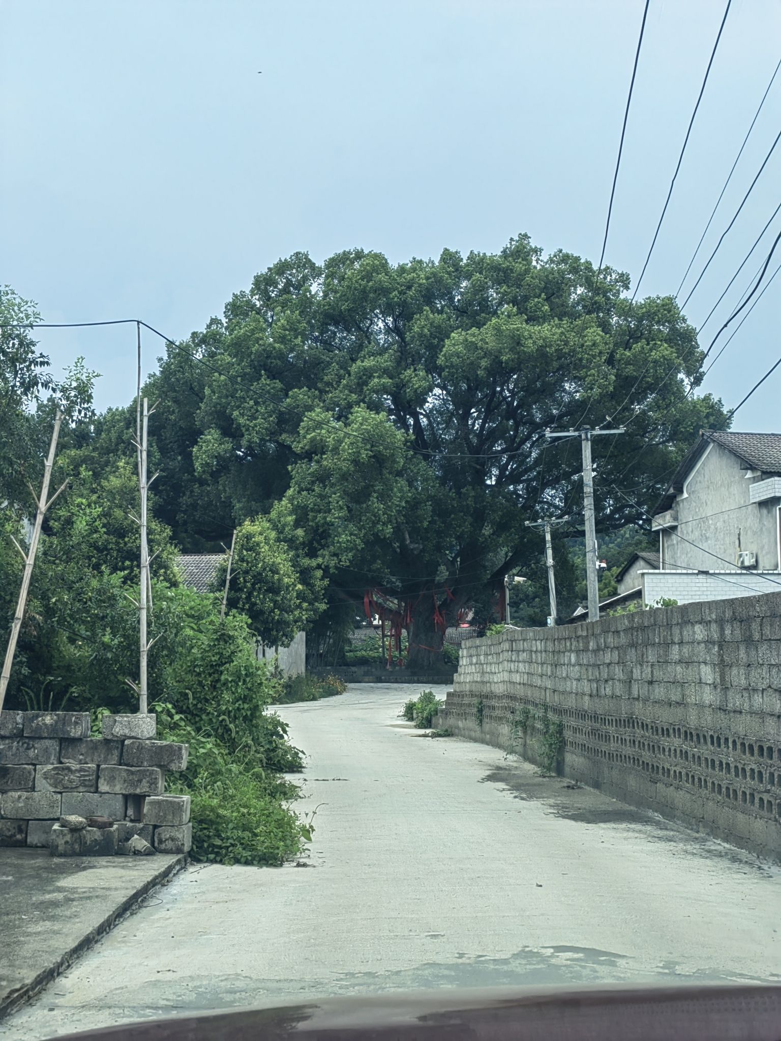 千岁九龙樟(古樟树)旅行图片 2