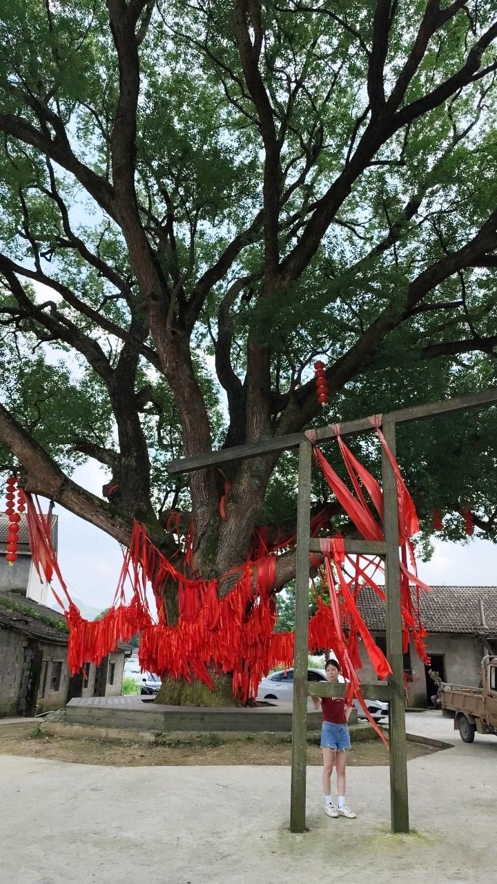 千岁九龙樟(古樟树)旅行图片 2