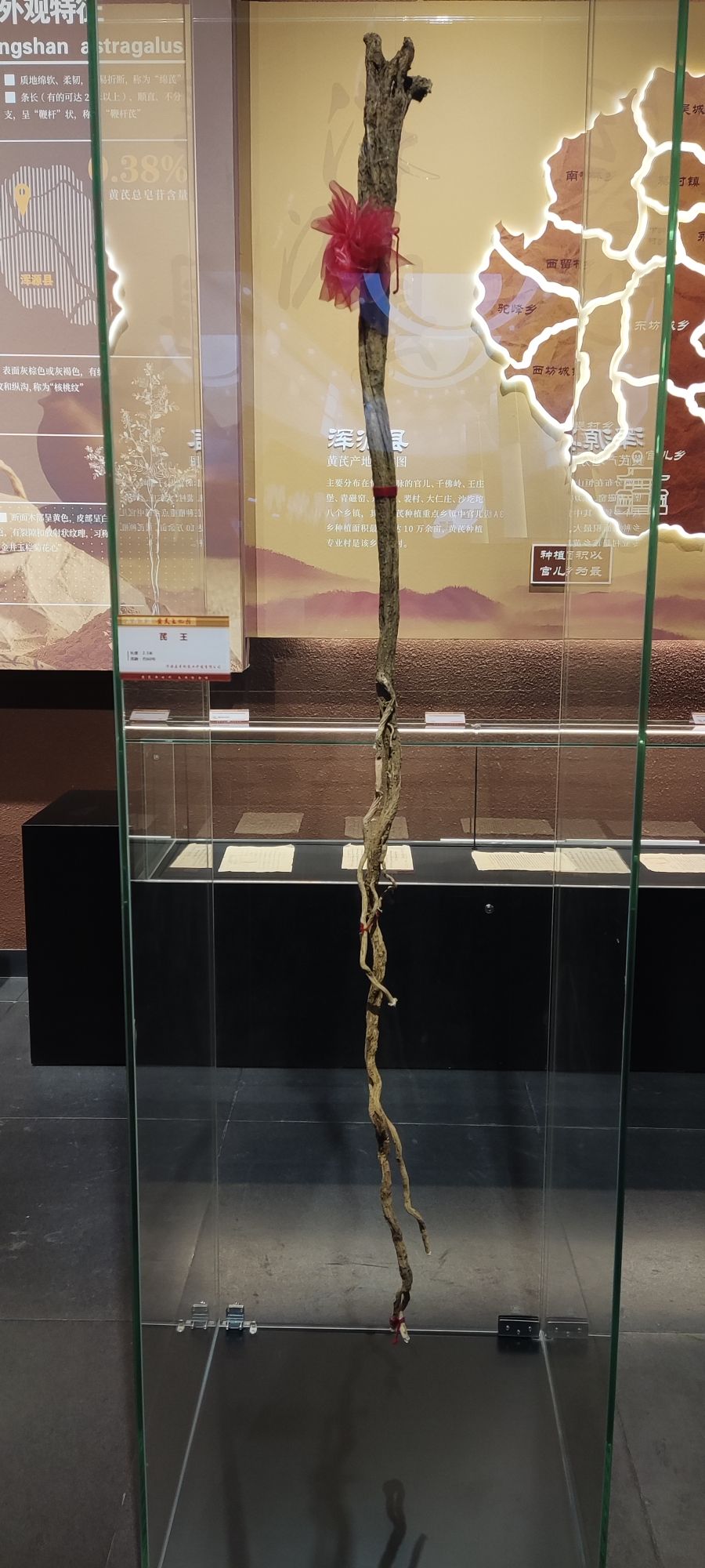 黄芪文化园旅行图片 1