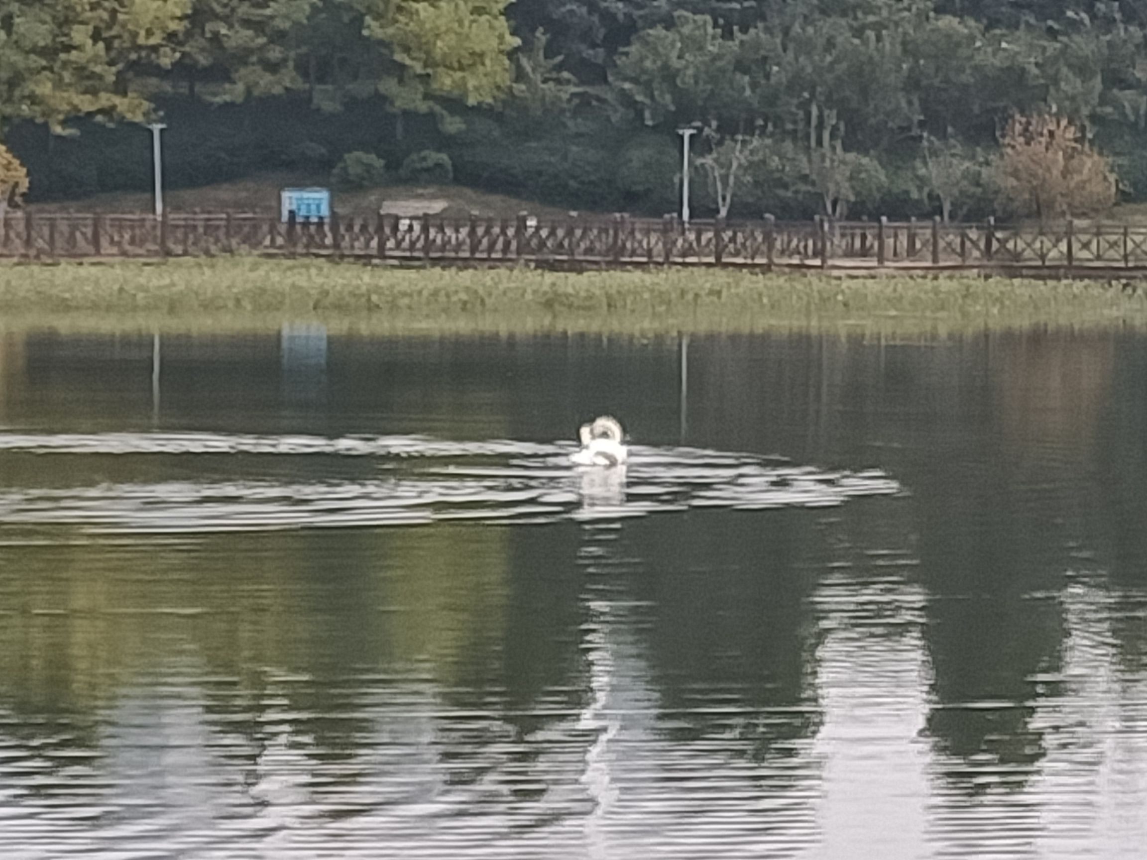 贾鲁河滨河公园旅行图片 2