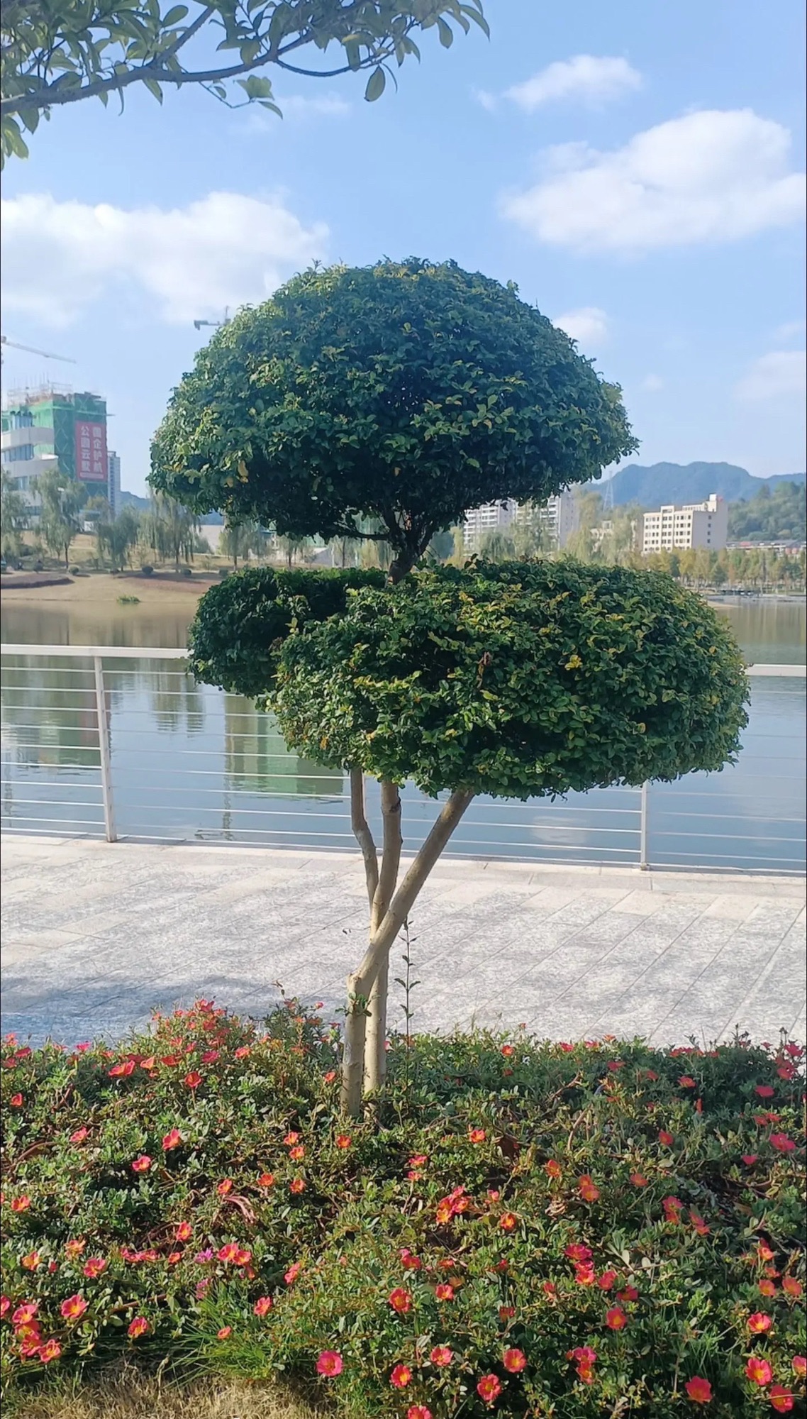 北湖公园旅行图片 3