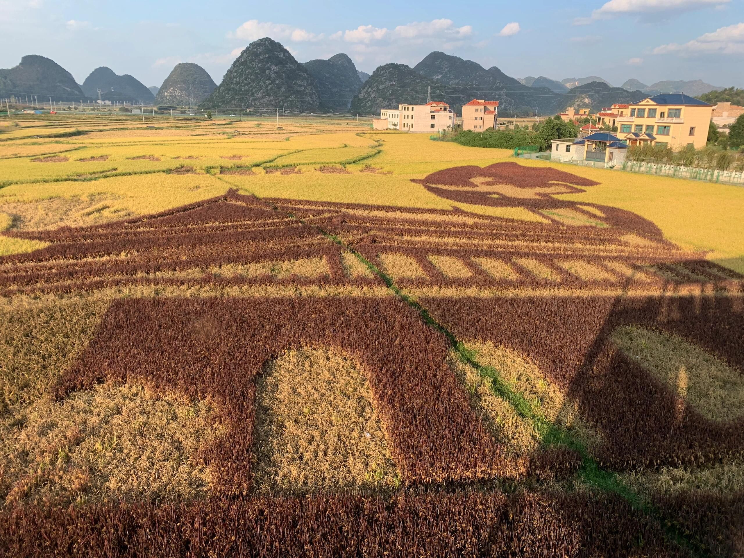 昊禹•稻花乡里旅行图片 1