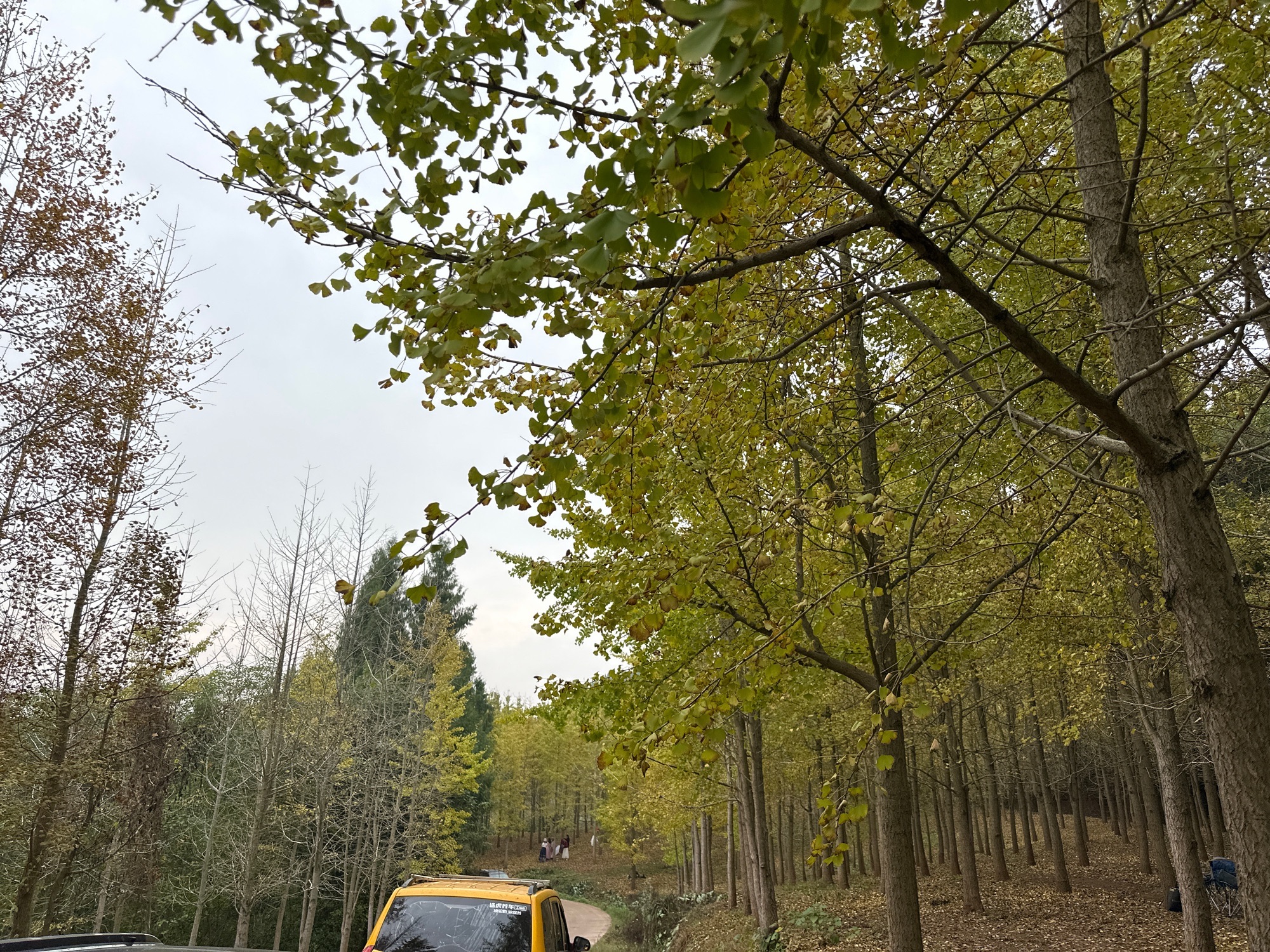 西眉镇银杏基地旅行图片 2
