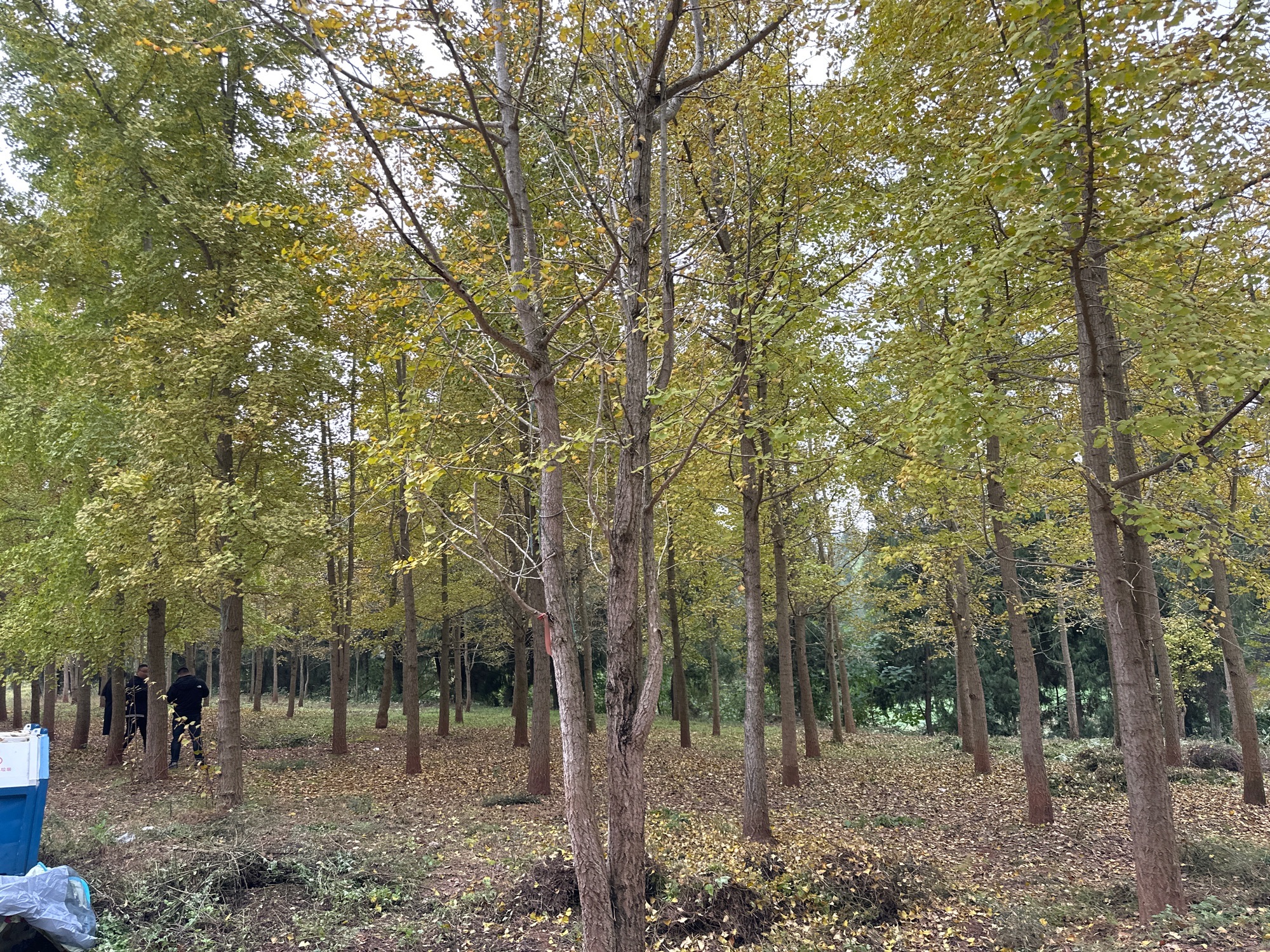 西眉镇银杏基地旅行图片 3