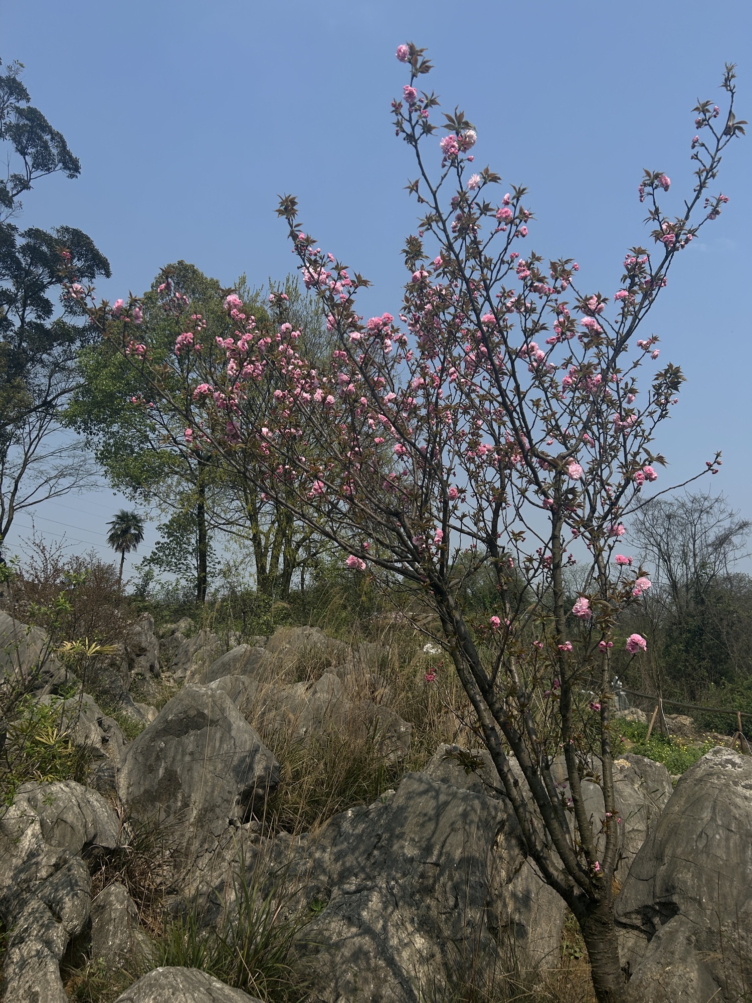 重庆歌乐山桃花谷旅行图片 2