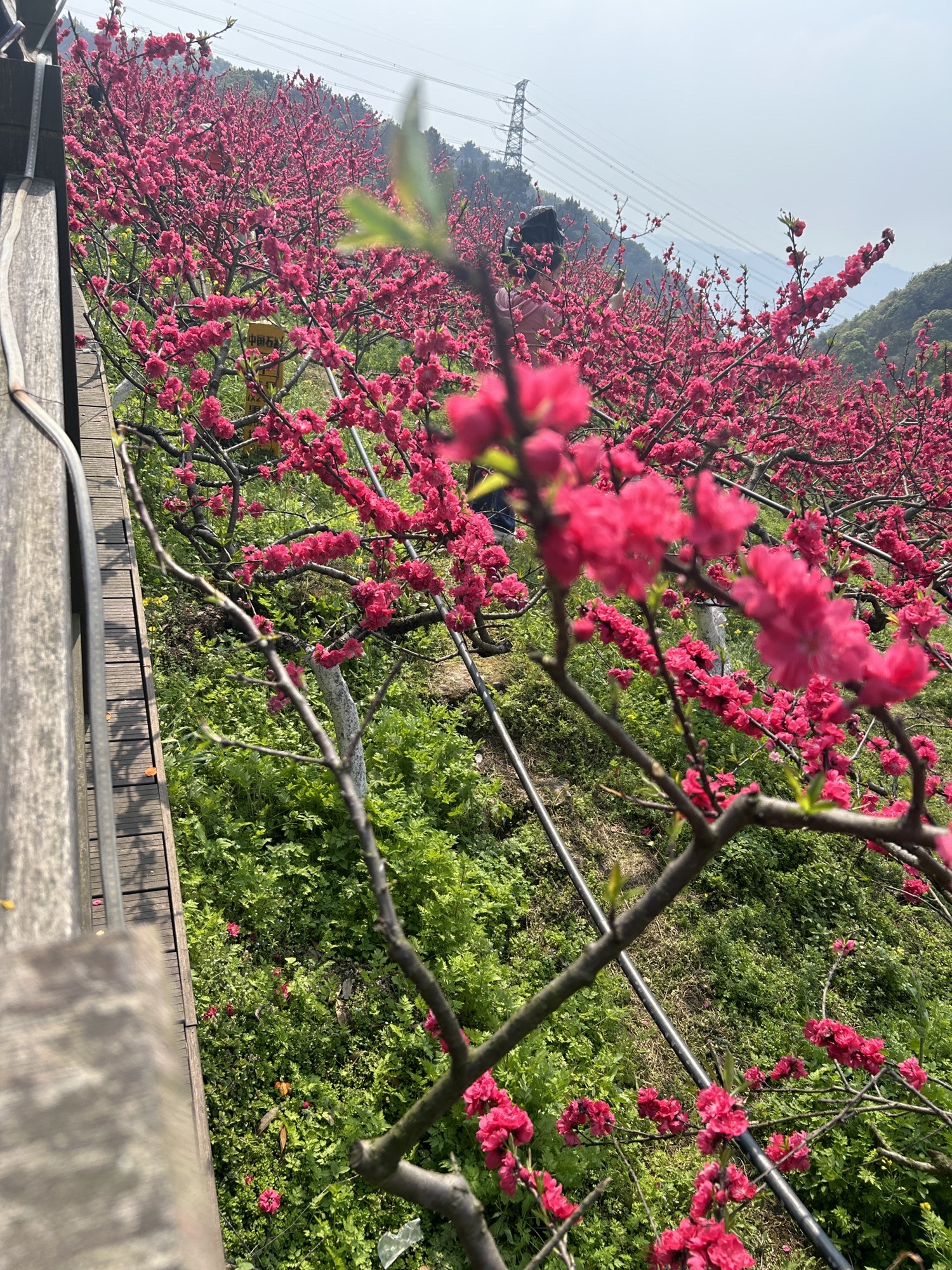 重庆歌乐山桃花谷旅行图片 3