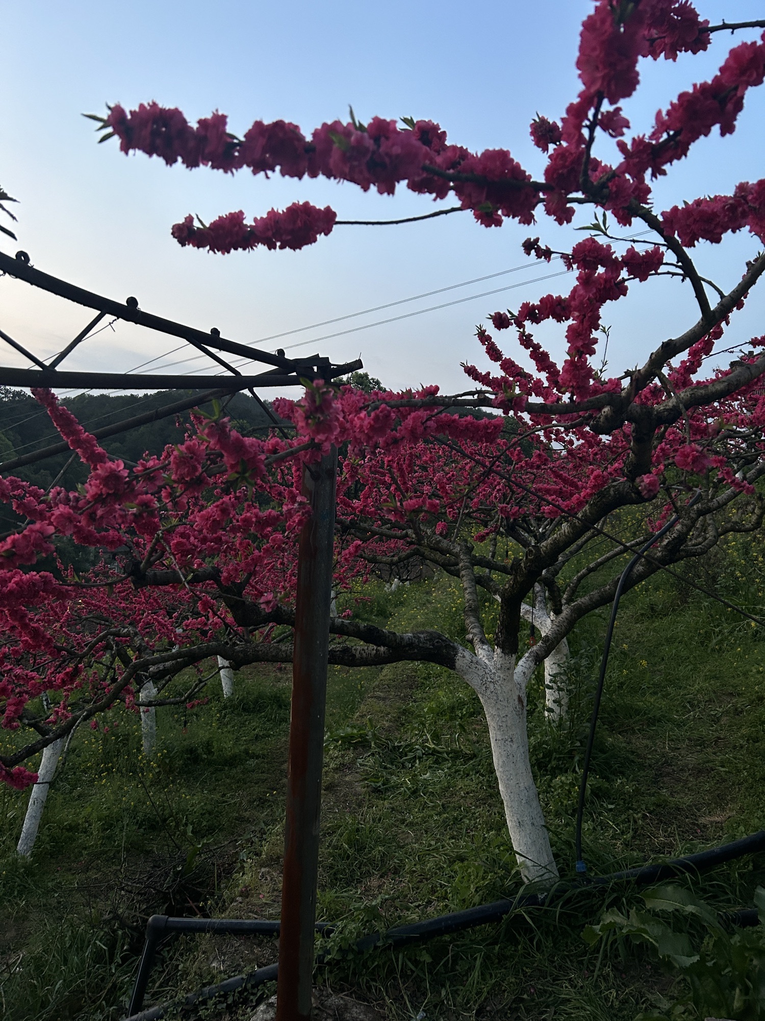 重庆歌乐山桃花谷旅行图片 1