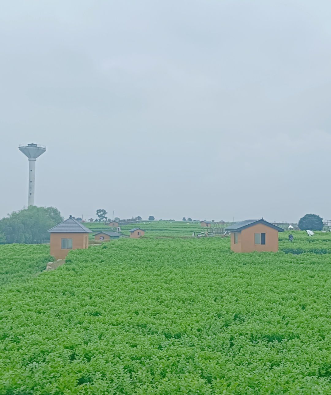 中国茉莉小镇旅行图片 2