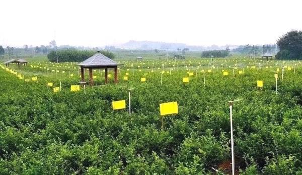 中国茉莉小镇旅行图片 3