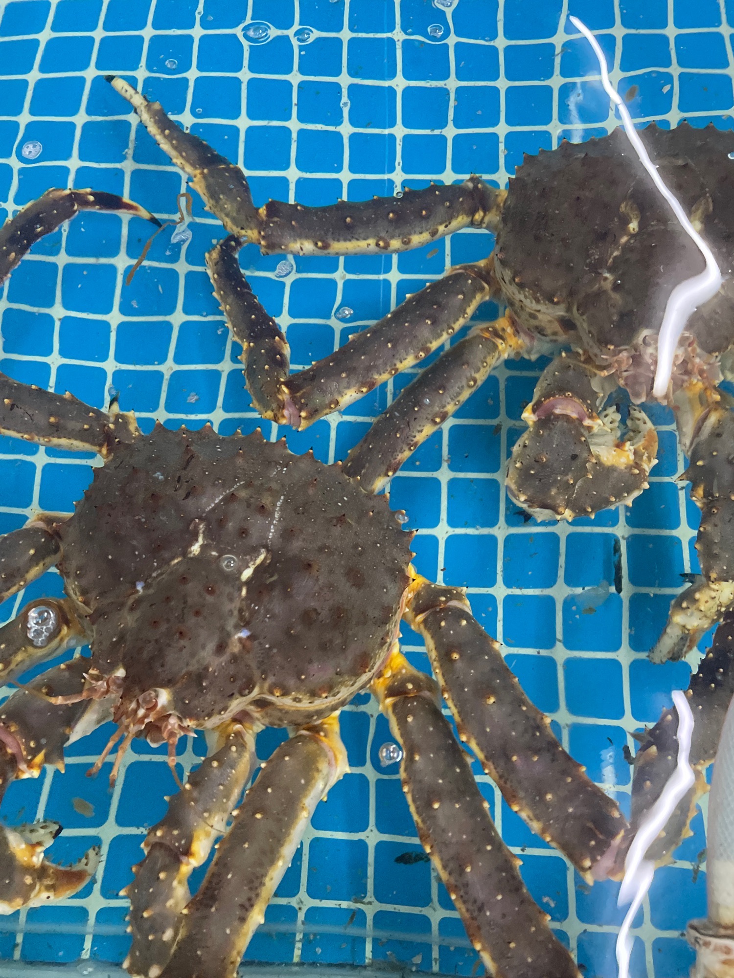 海聚海鲜超市(西商店)