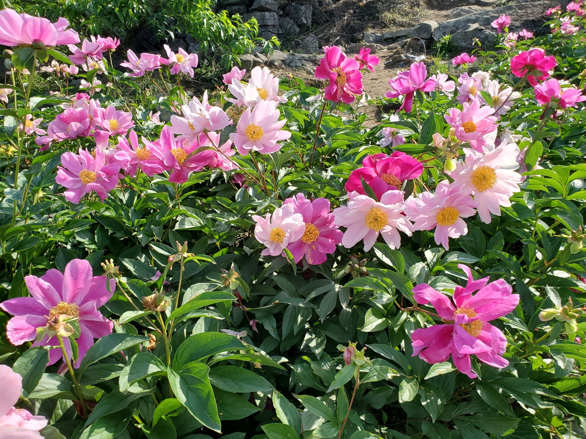花晨月夕旅行图片 3