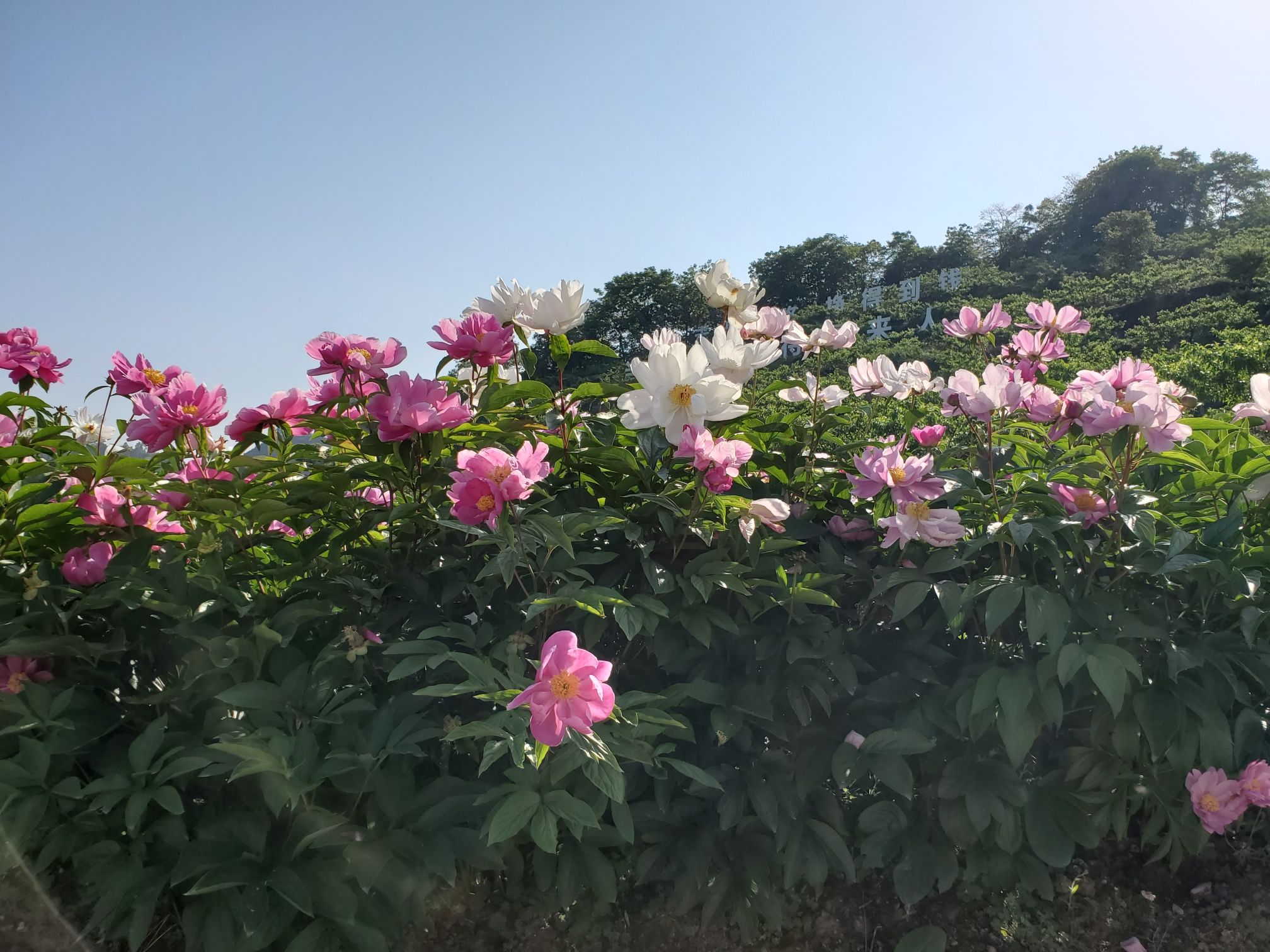 花晨月夕旅行图片 2